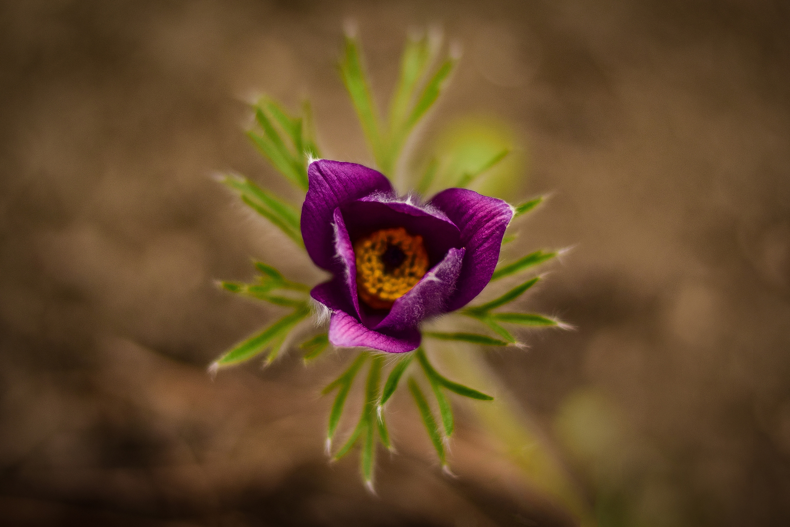 Природа. Семейный и свадебный фотограф в Донецке Донская Анастасия