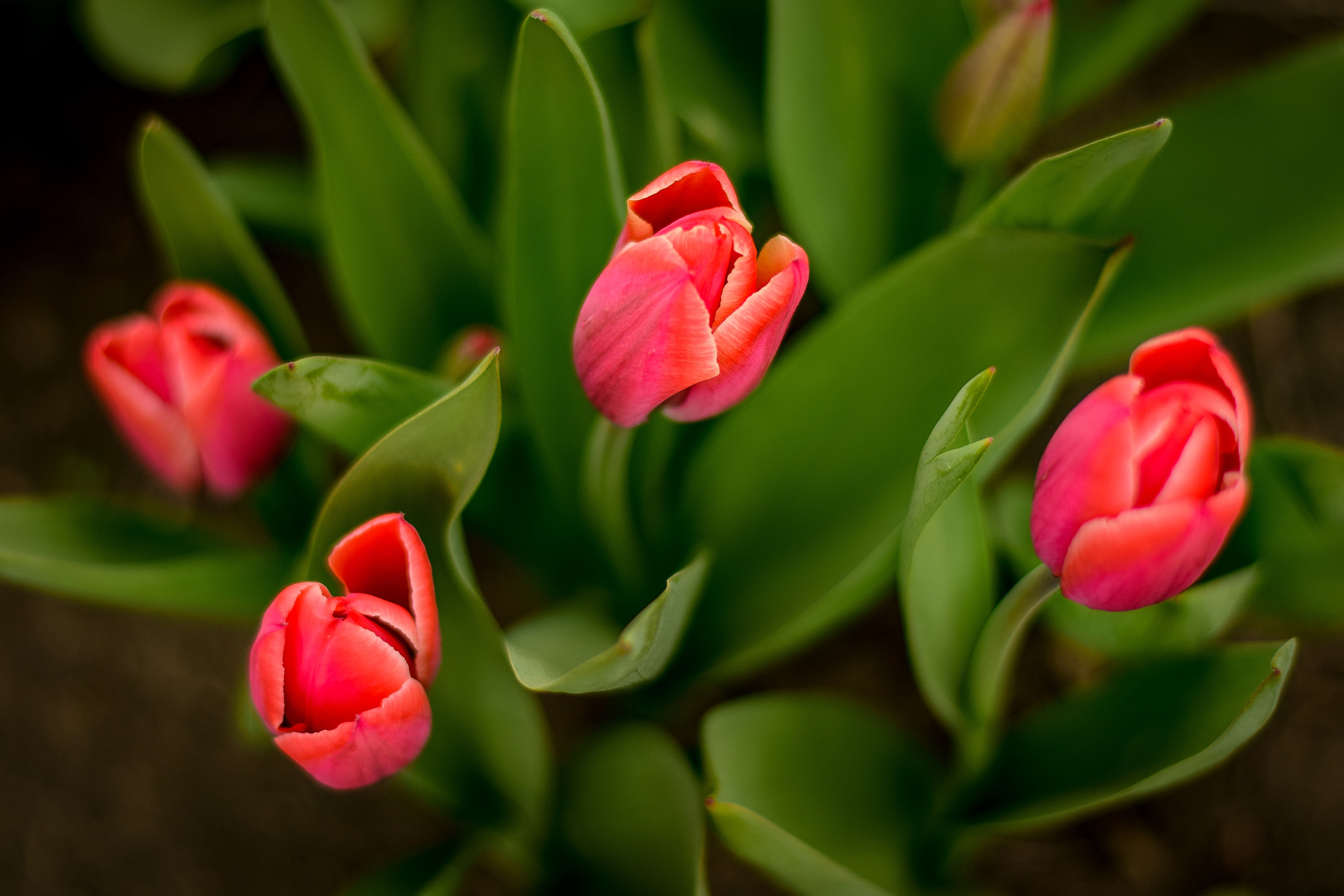Природа. Семейный и свадебный фотограф в Донецке Донская Анастасия