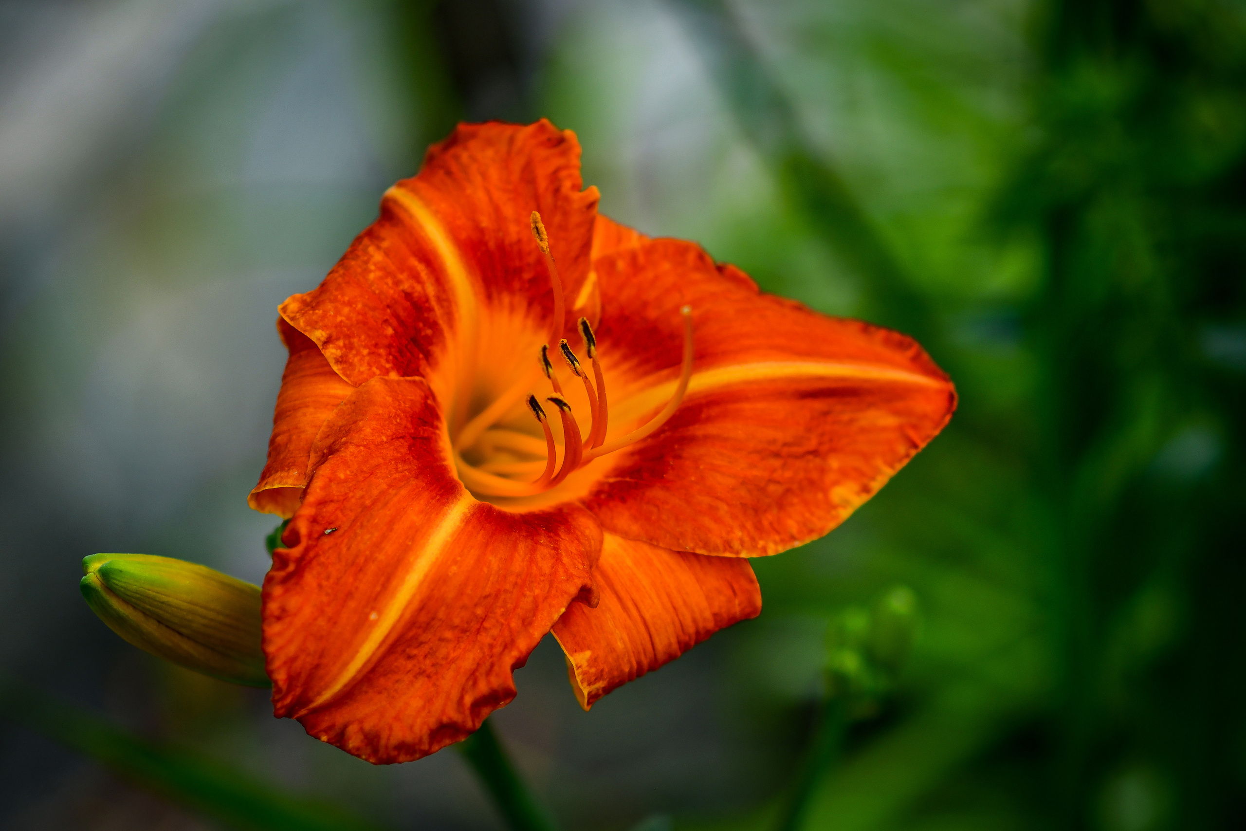 Природа. Семейный и свадебный фотограф в Донецке Донская Анастасия