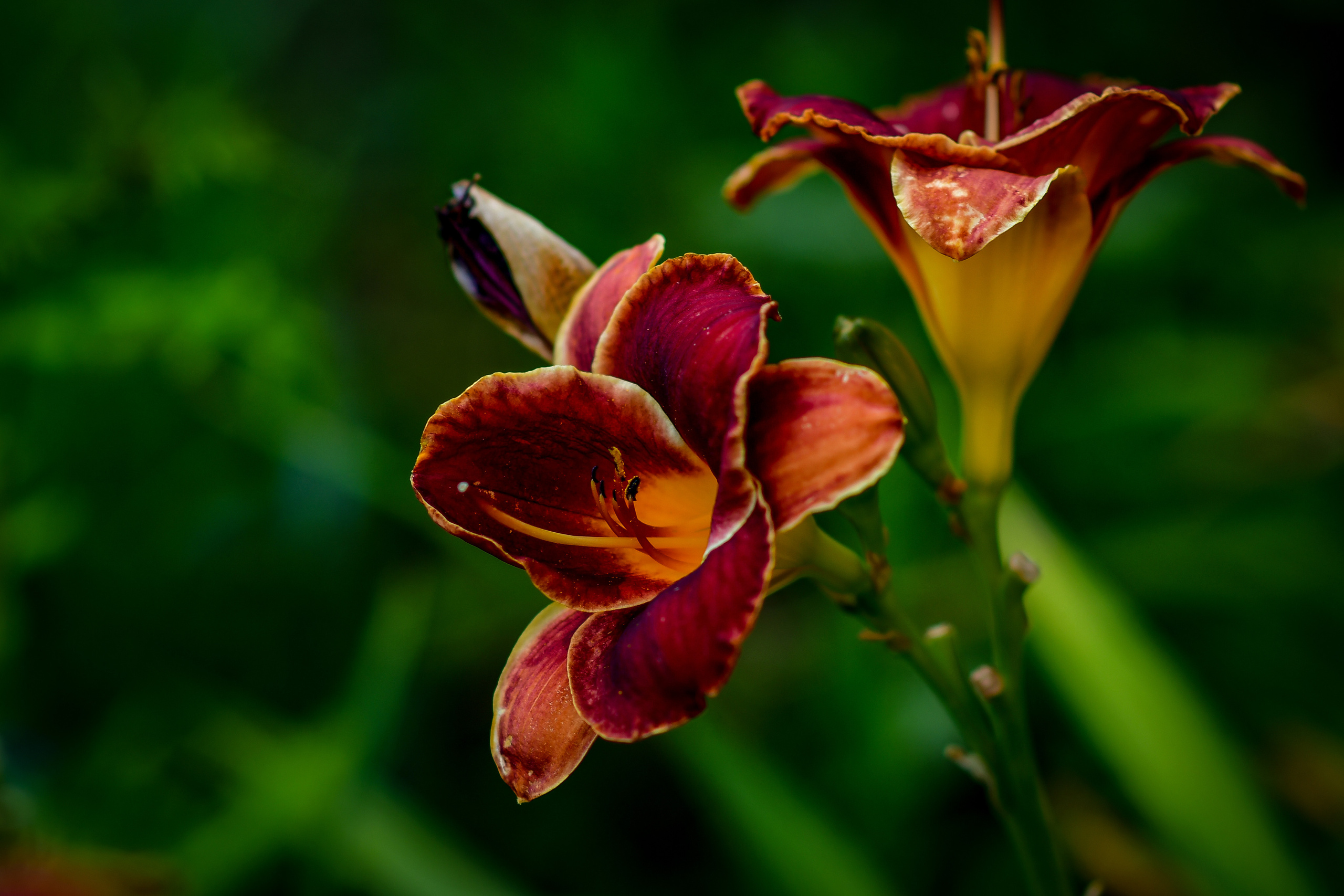 Природа. Семейный и свадебный фотограф в Донецке Донская Анастасия