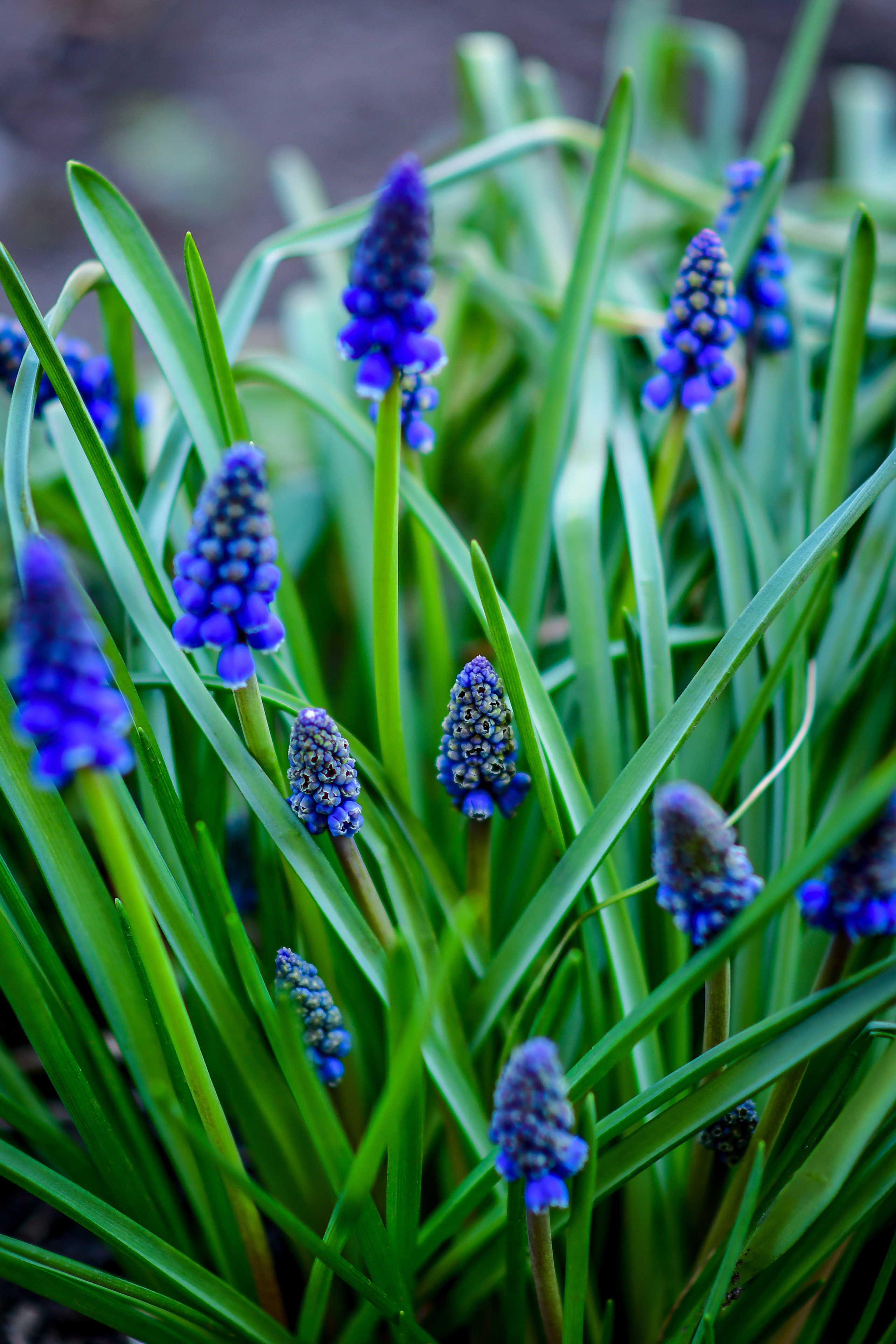 Природа. Семейный и свадебный фотограф в Донецке Донская Анастасия