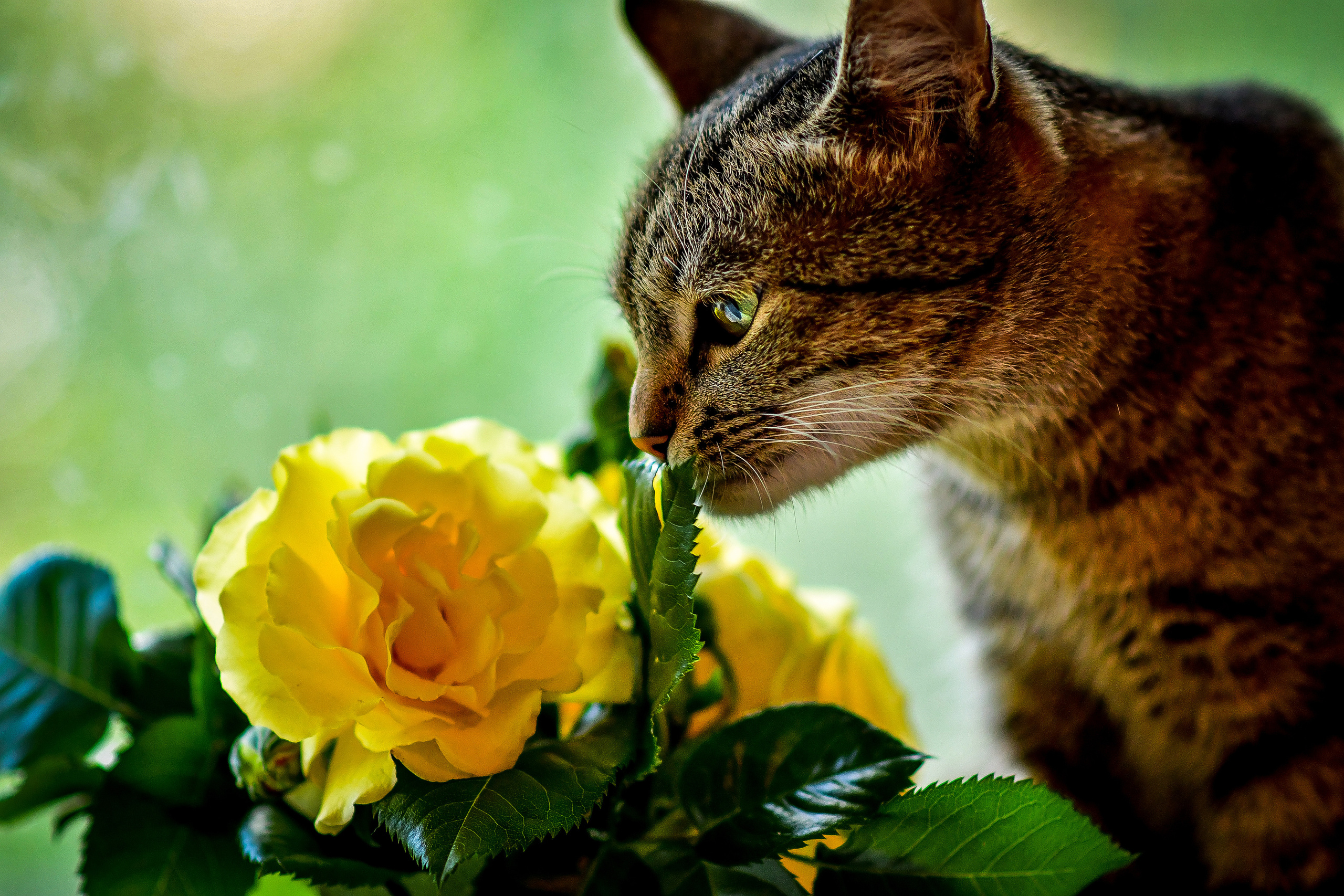 Природа. Семейный и свадебный фотограф в Донецке Донская Анастасия