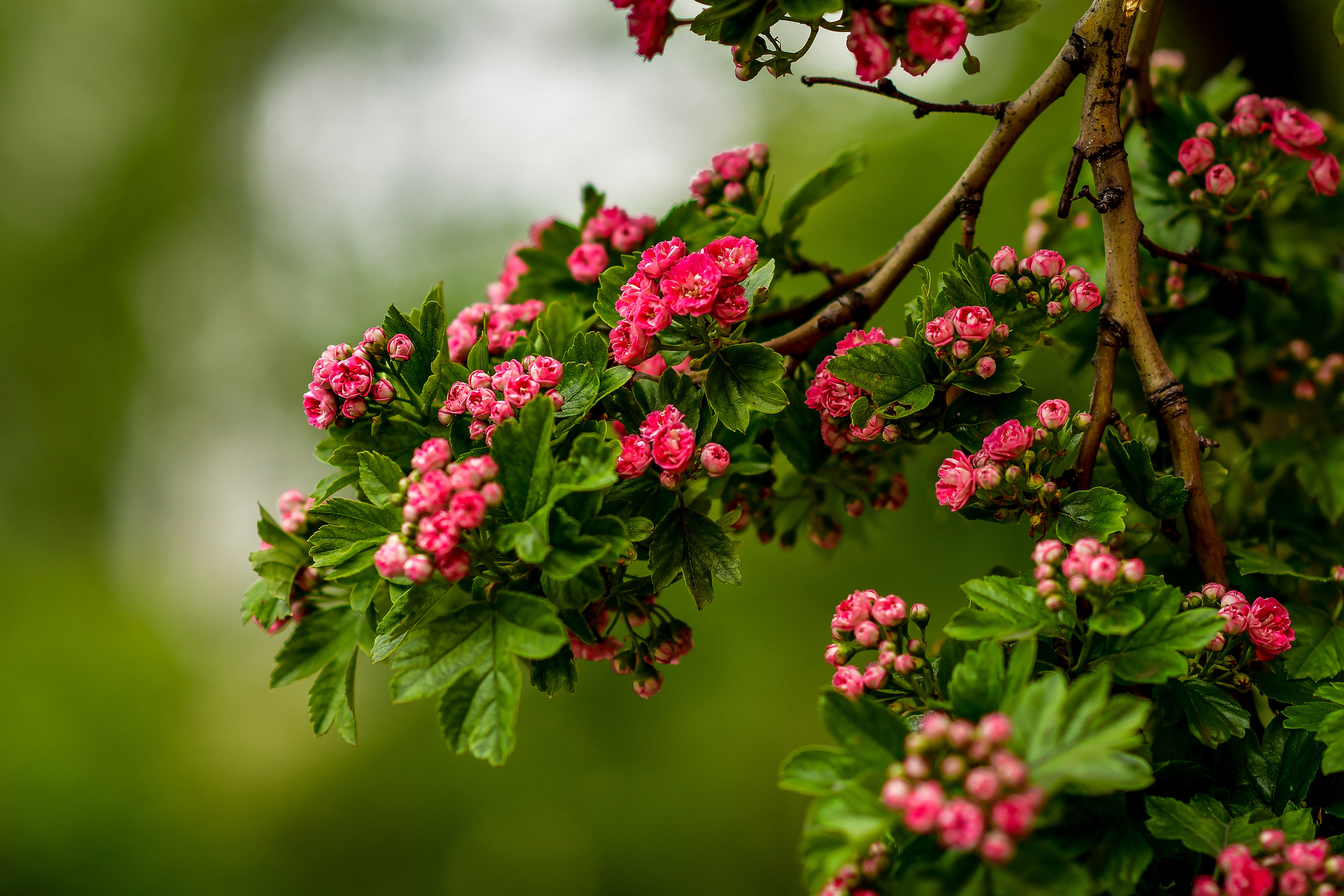 Природа. Семейный и свадебный фотограф в Донецке Донская Анастасия