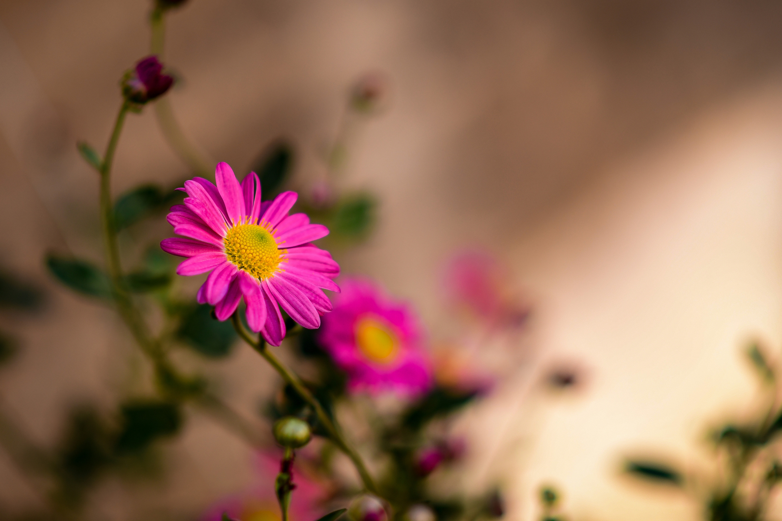 Природа. Семейный и свадебный фотограф в Донецке Донская Анастасия