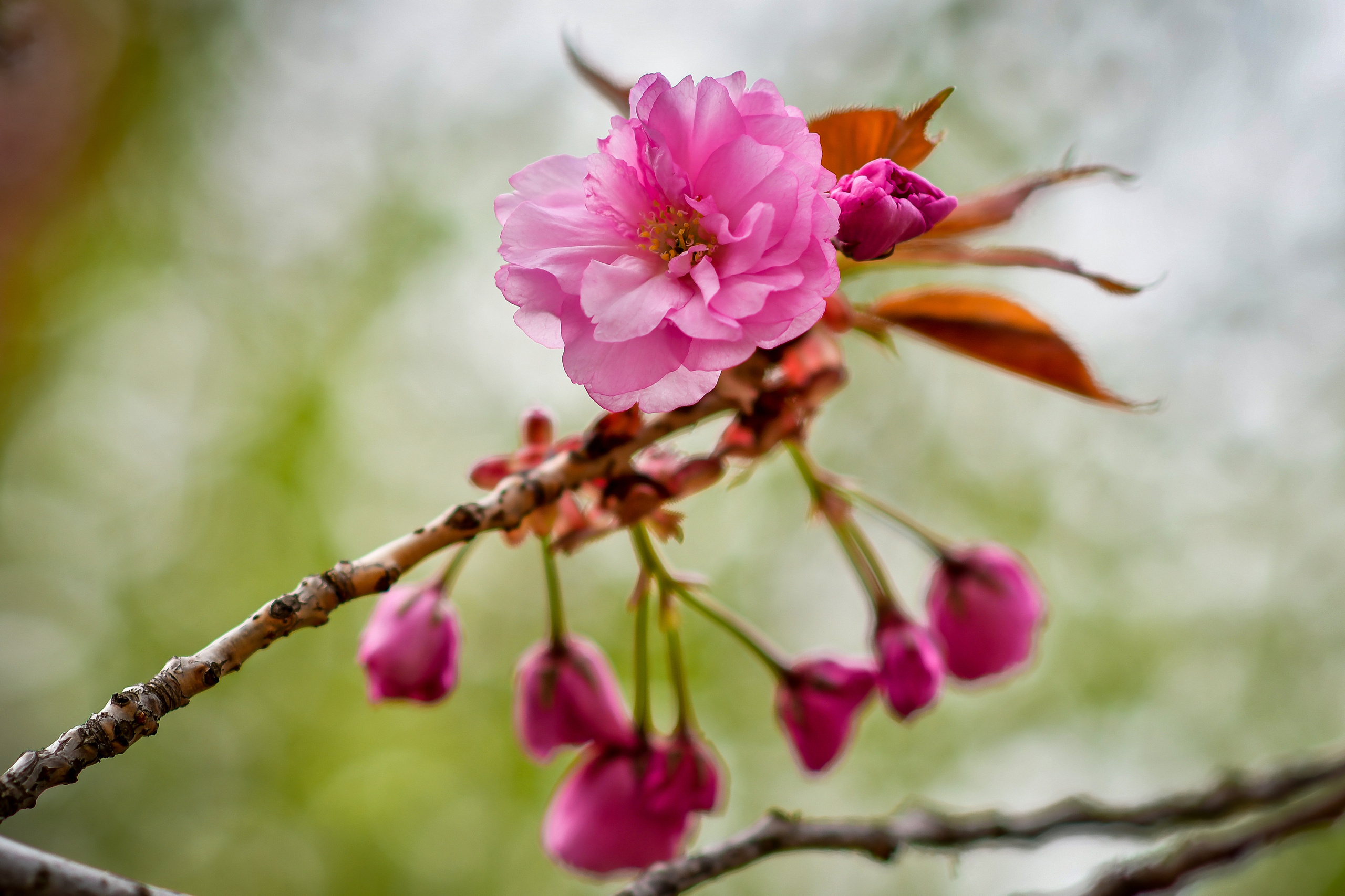 Природа. Семейный и свадебный фотограф в Донецке Донская Анастасия