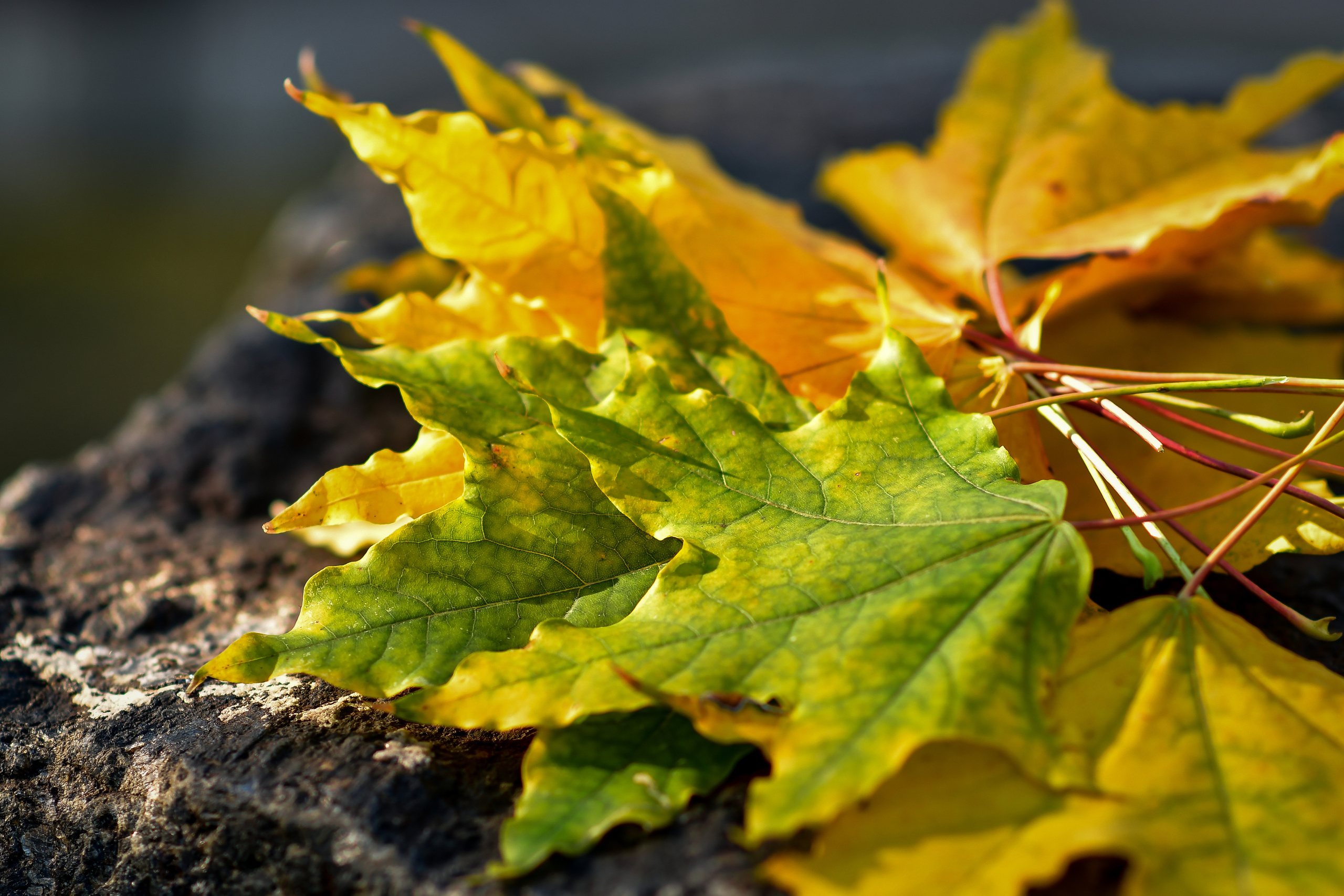 Природа. Семейный и свадебный фотограф в Донецке Донская Анастасия