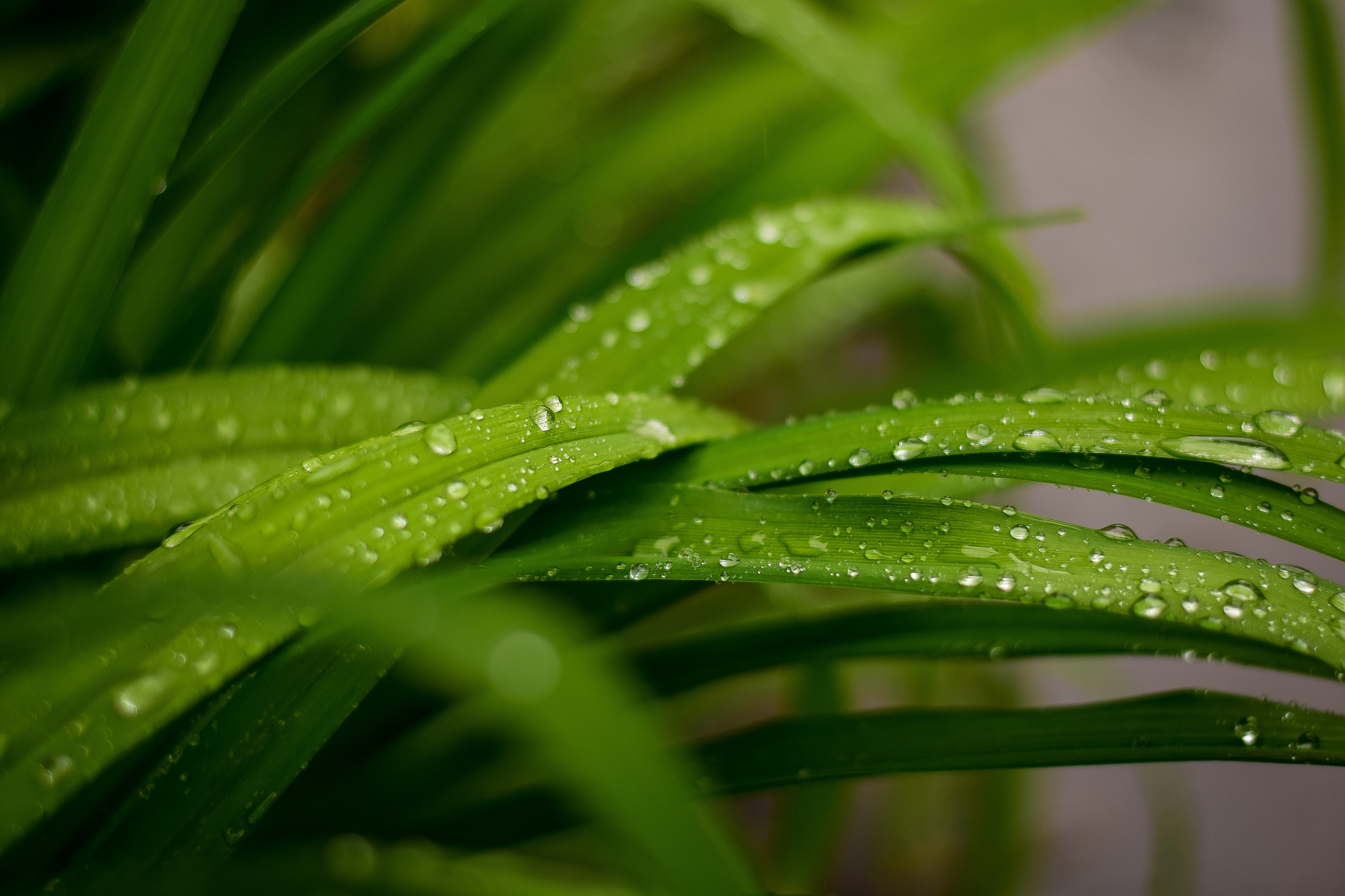 Природа. Семейный и свадебный фотограф в Донецке Донская Анастасия