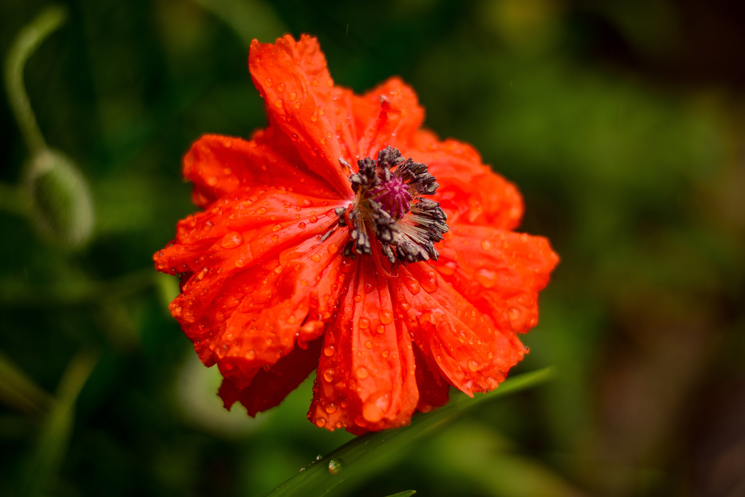 Природа. Семейный и свадебный фотограф в Донецке Донская Анастасия