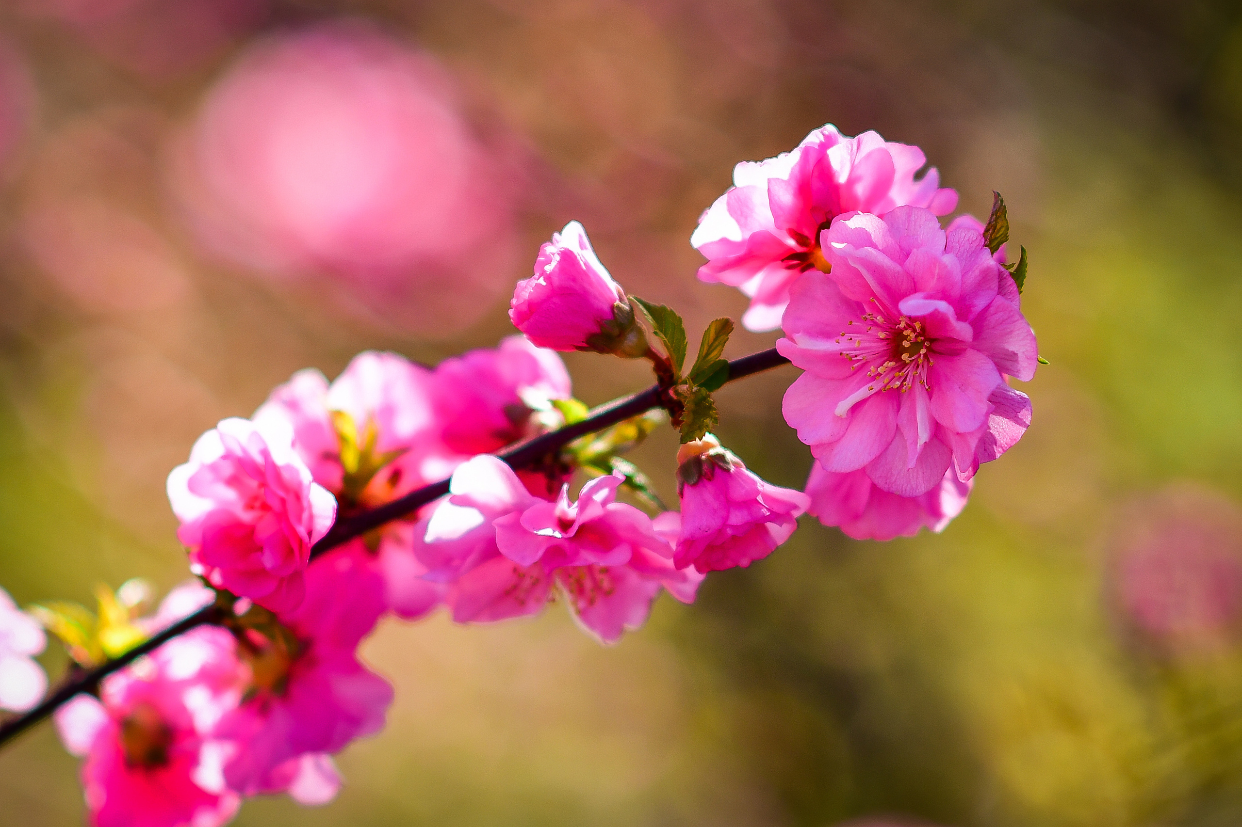 Природа. Семейный и свадебный фотограф в Донецке Донская Анастасия