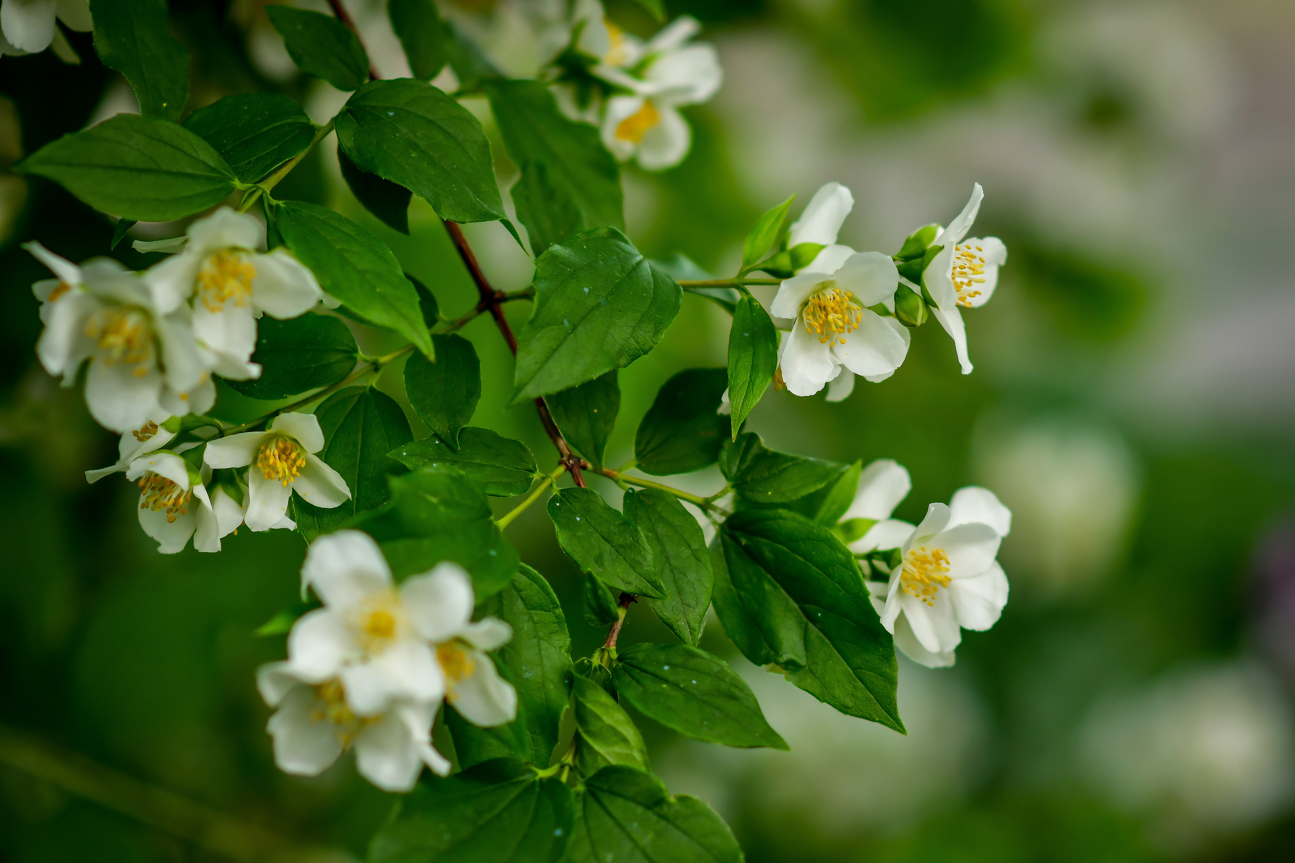 Природа. Семейный и свадебный фотограф в Донецке Донская Анастасия