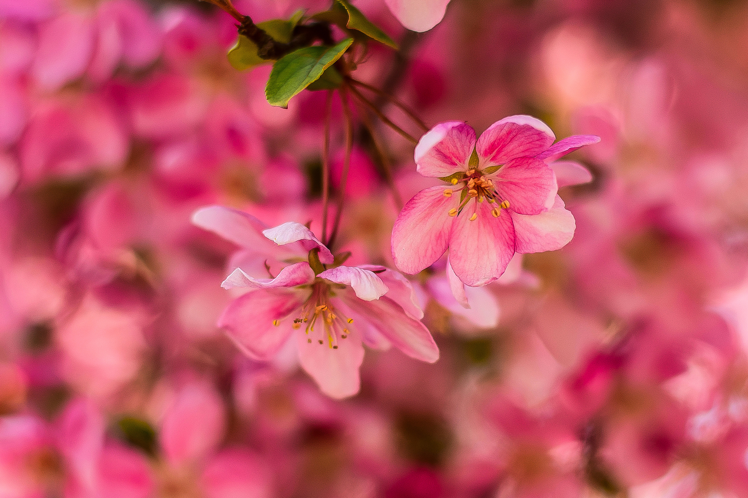 Природа. Семейный и свадебный фотограф в Донецке Донская Анастасия
