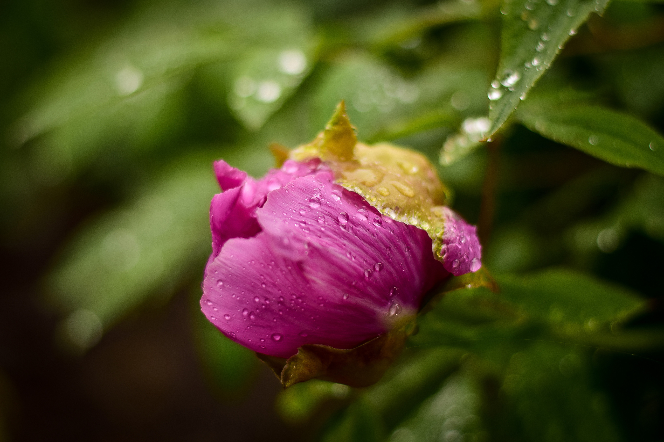 Природа. Семейный и свадебный фотограф в Донецке Донская Анастасия