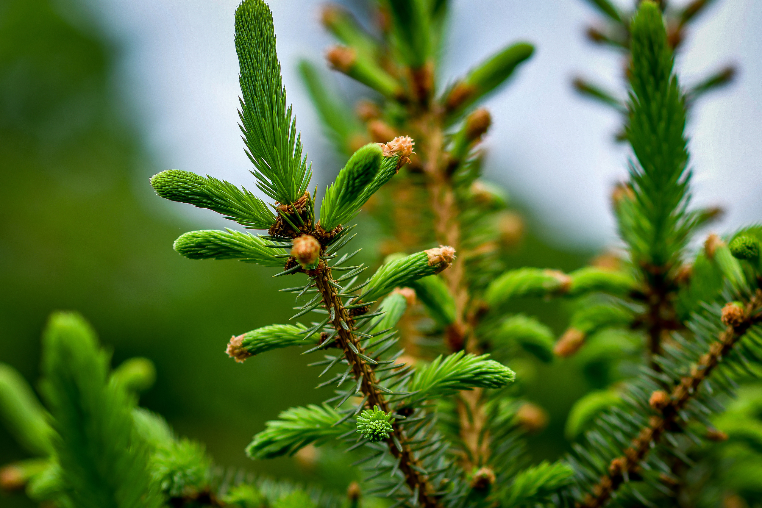 Природа. Семейный и свадебный фотограф в Донецке Донская Анастасия