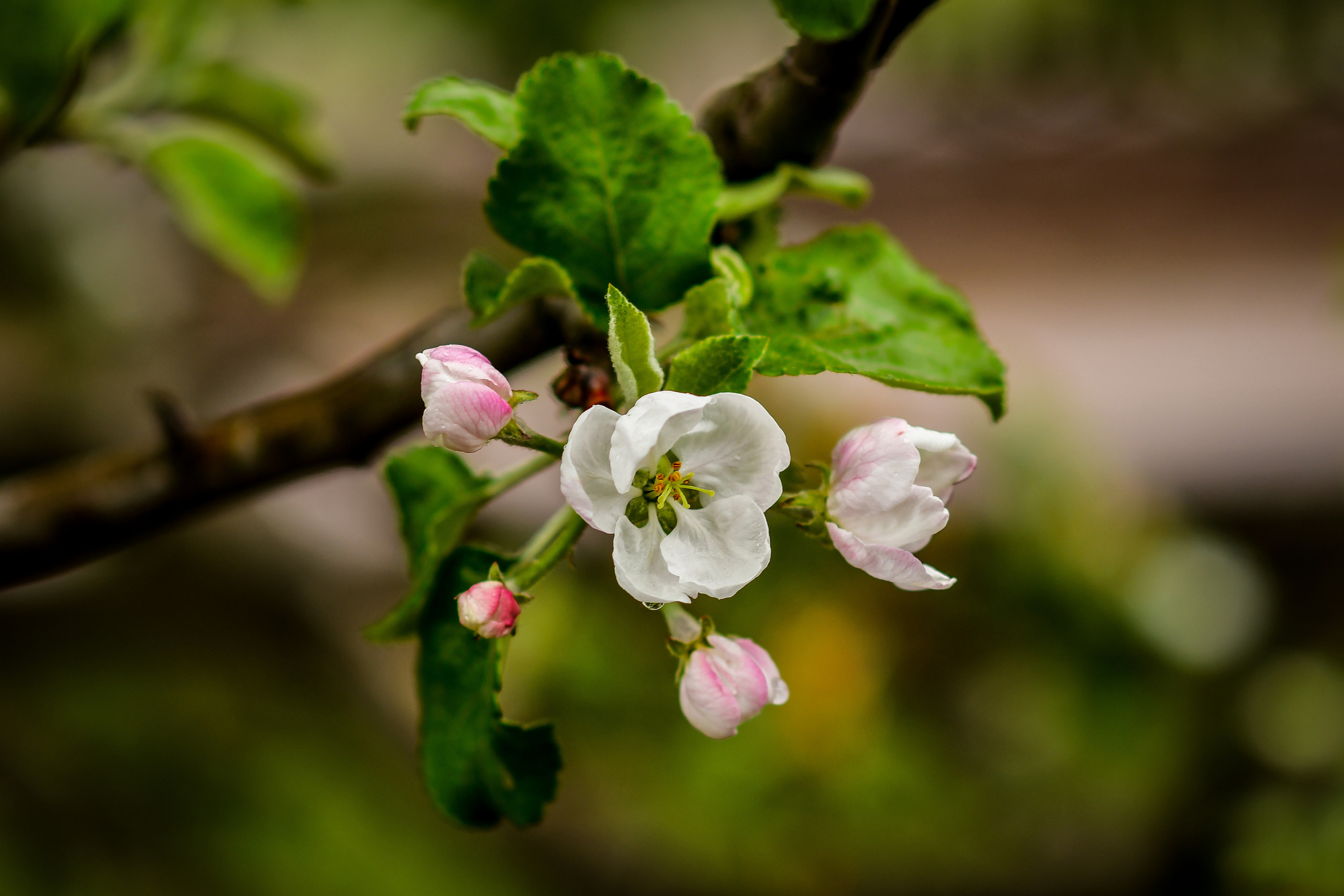 Природа. Семейный и свадебный фотограф в Донецке Донская Анастасия