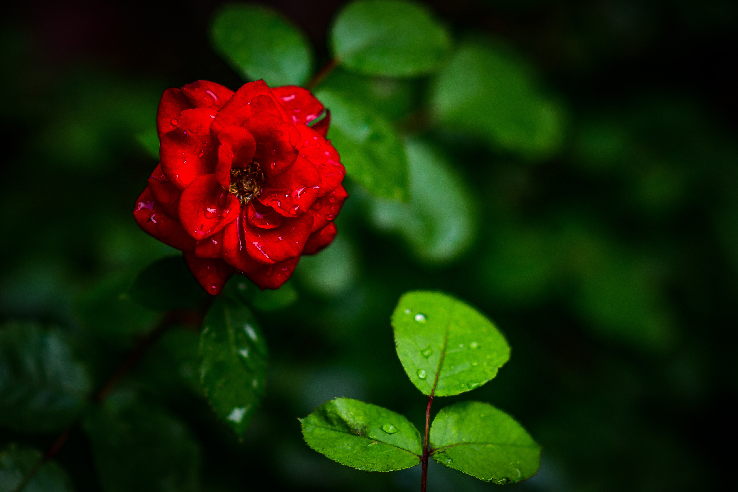 Природа. Семейный и свадебный фотограф в Донецке Донская Анастасия