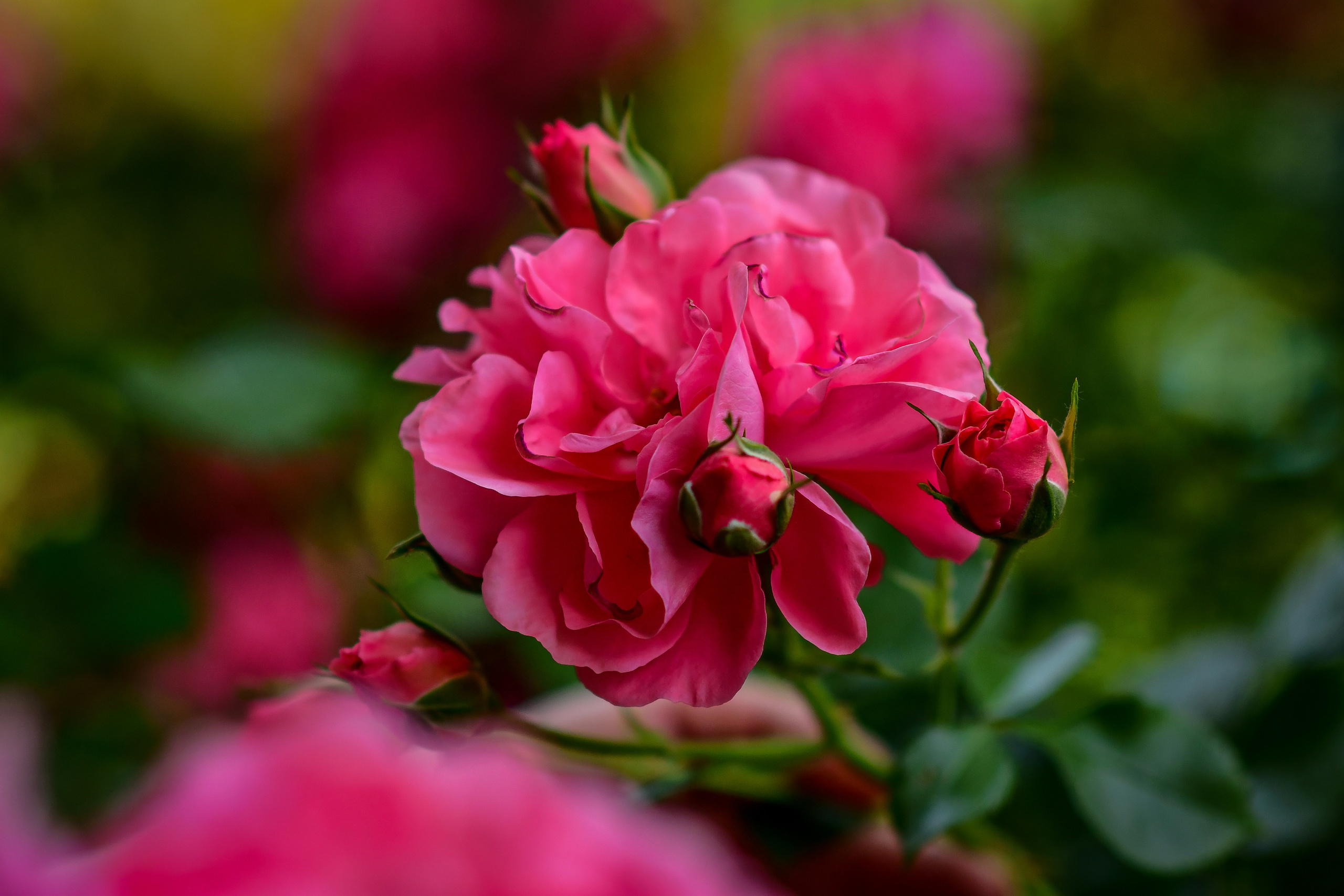 Природа. Семейный и свадебный фотограф в Донецке Донская Анастасия