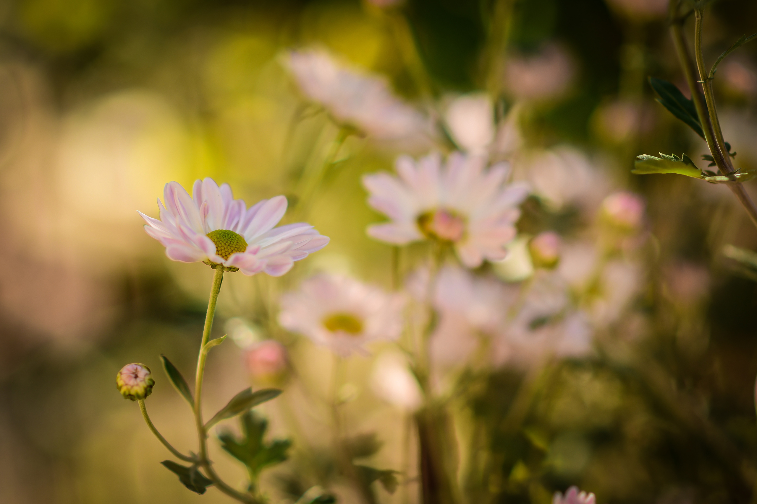 Природа. Семейный и свадебный фотограф в Донецке Донская Анастасия