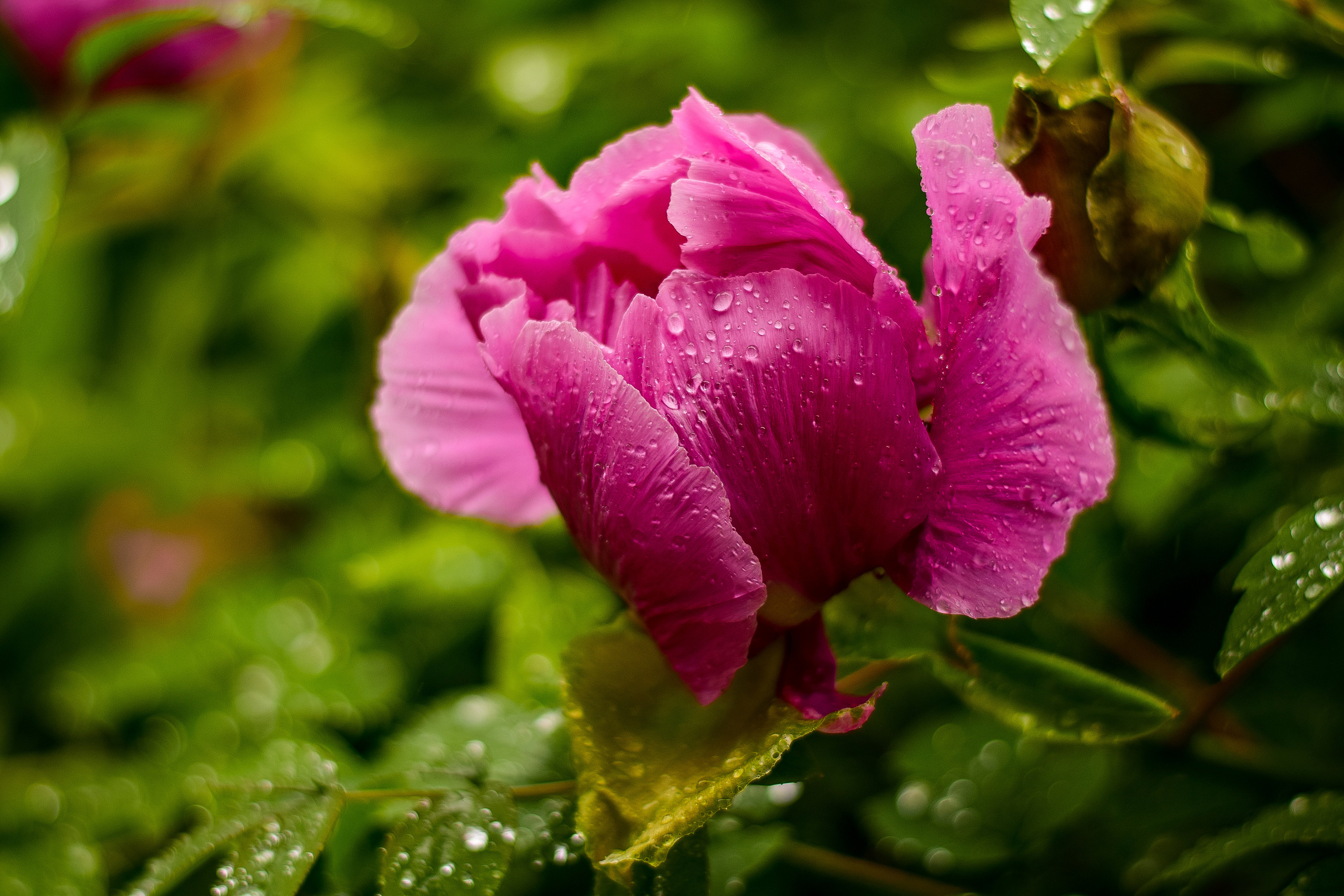Природа. Семейный и свадебный фотограф в Донецке Донская Анастасия