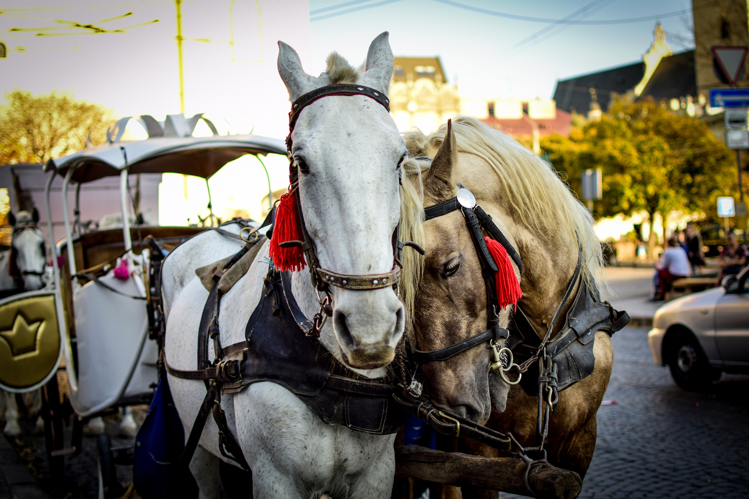 Природа. Семейный и свадебный фотограф в Донецке Донская Анастасия