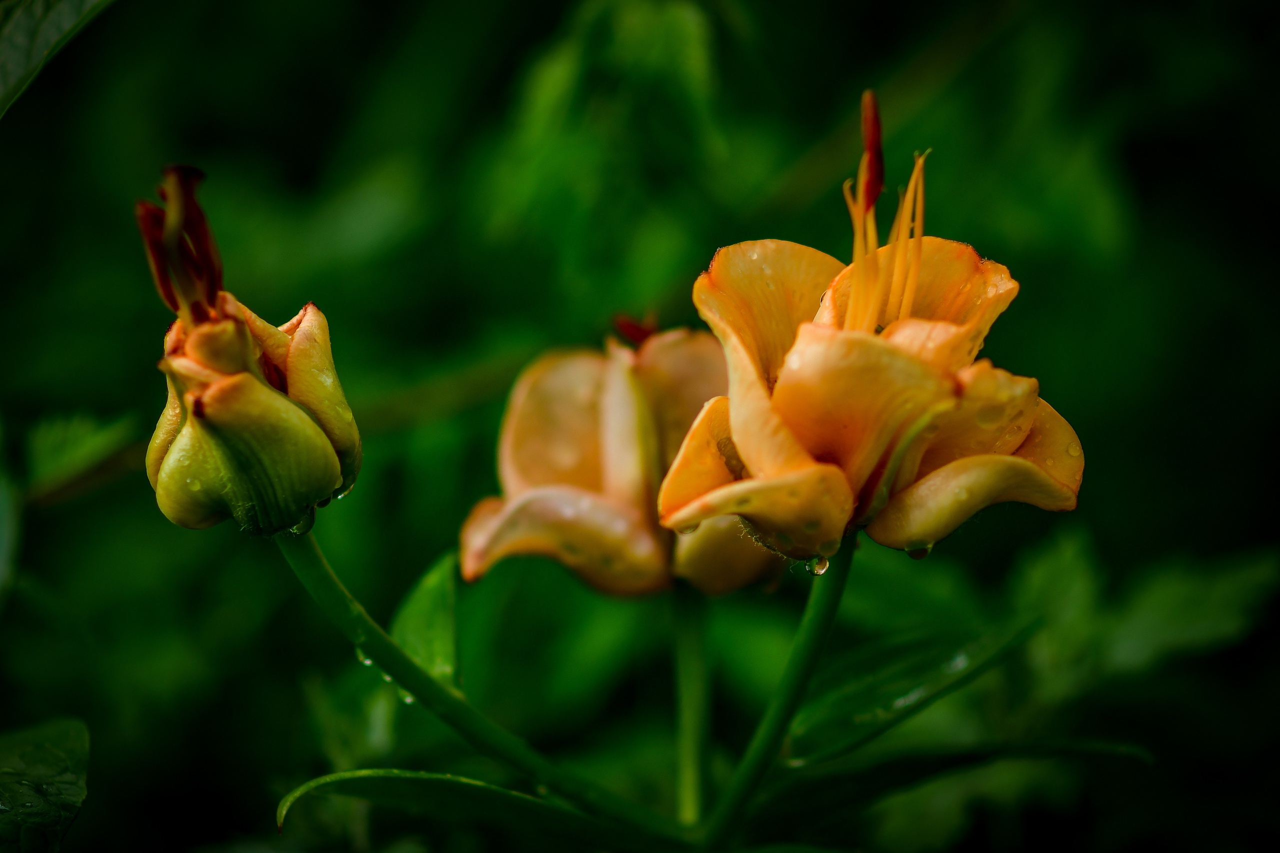 Природа. Семейный и свадебный фотограф в Донецке Донская Анастасия