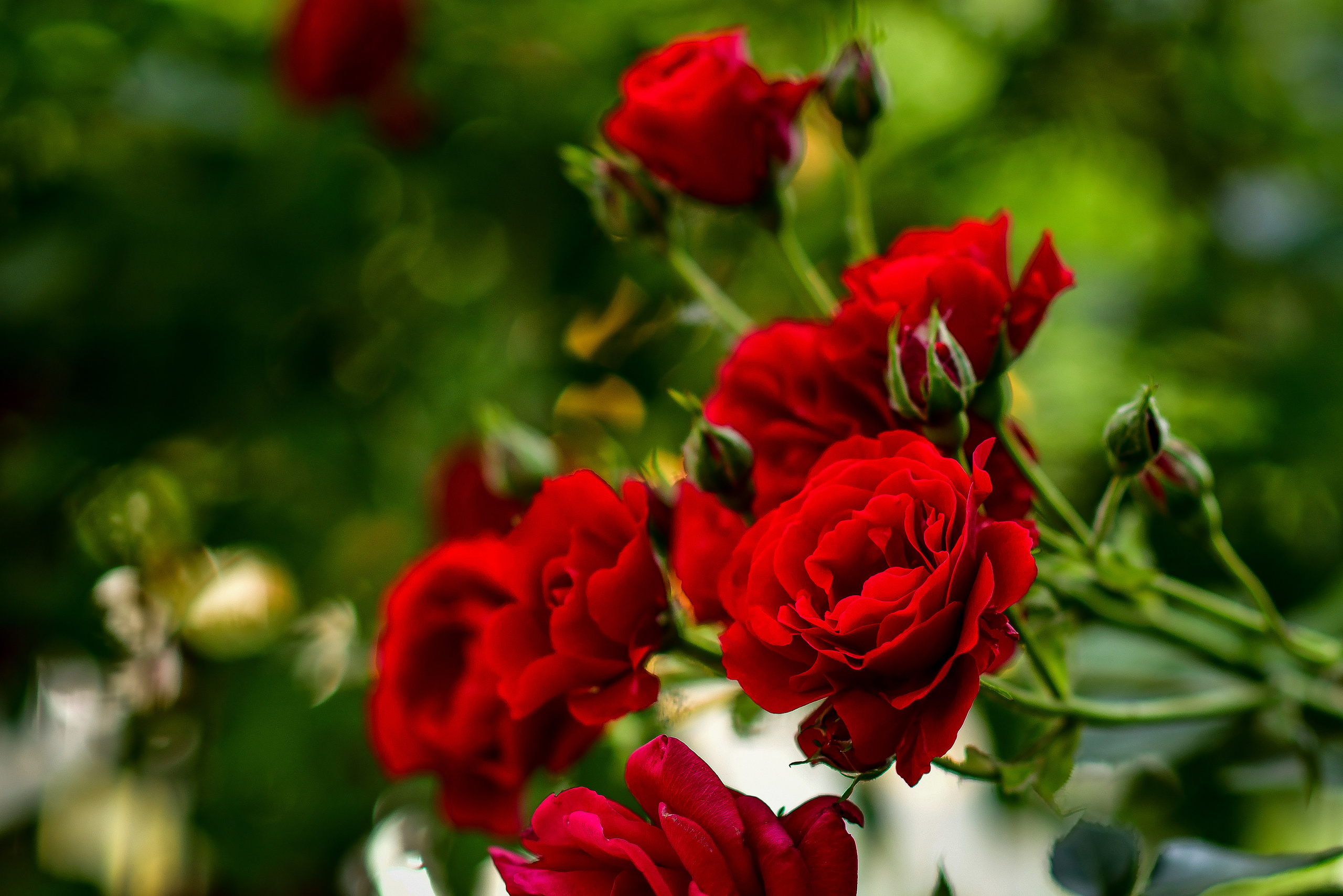 Природа. Семейный и свадебный фотограф в Донецке Донская Анастасия