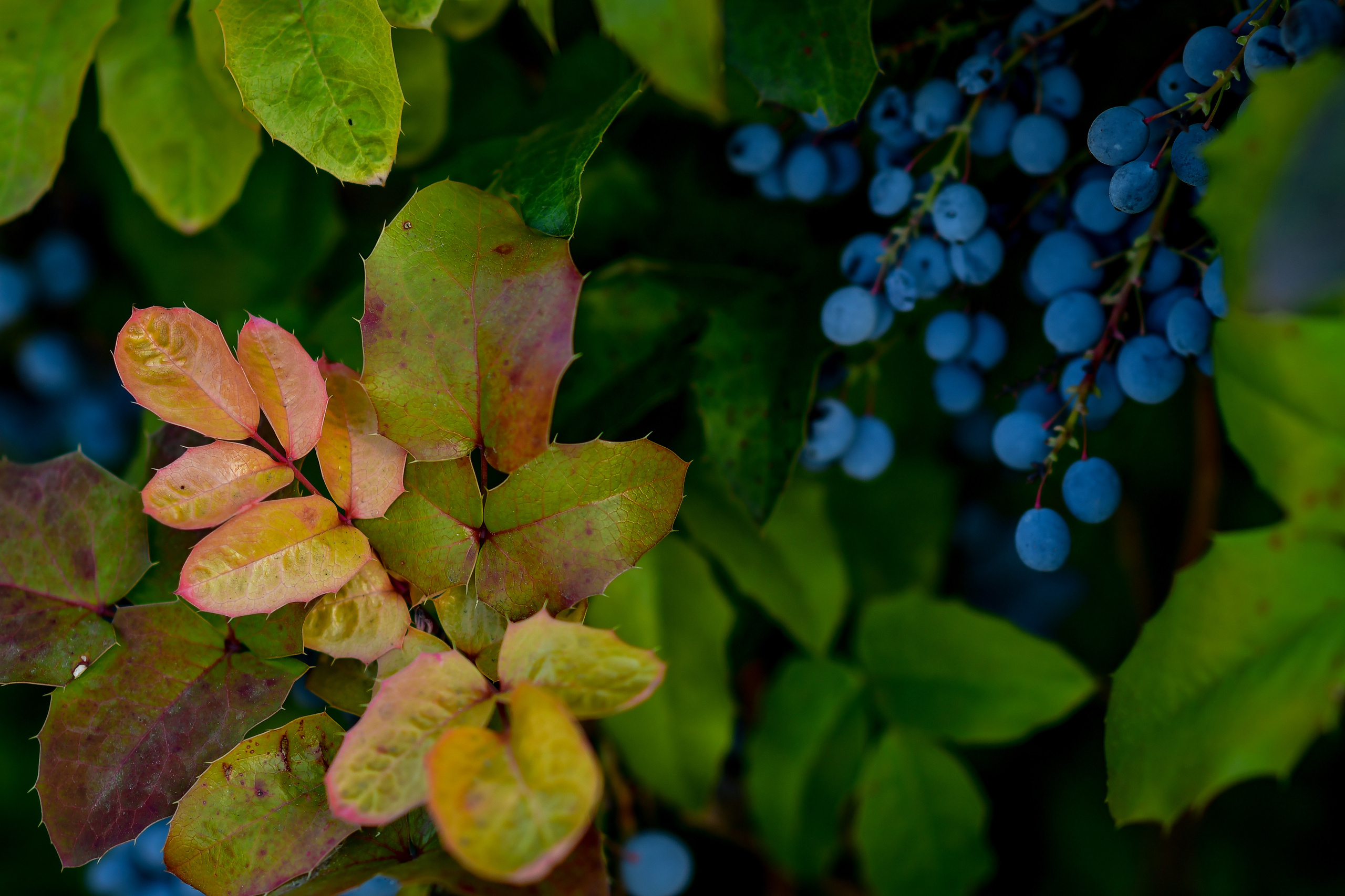 Природа. Семейный и свадебный фотограф в Донецке Донская Анастасия