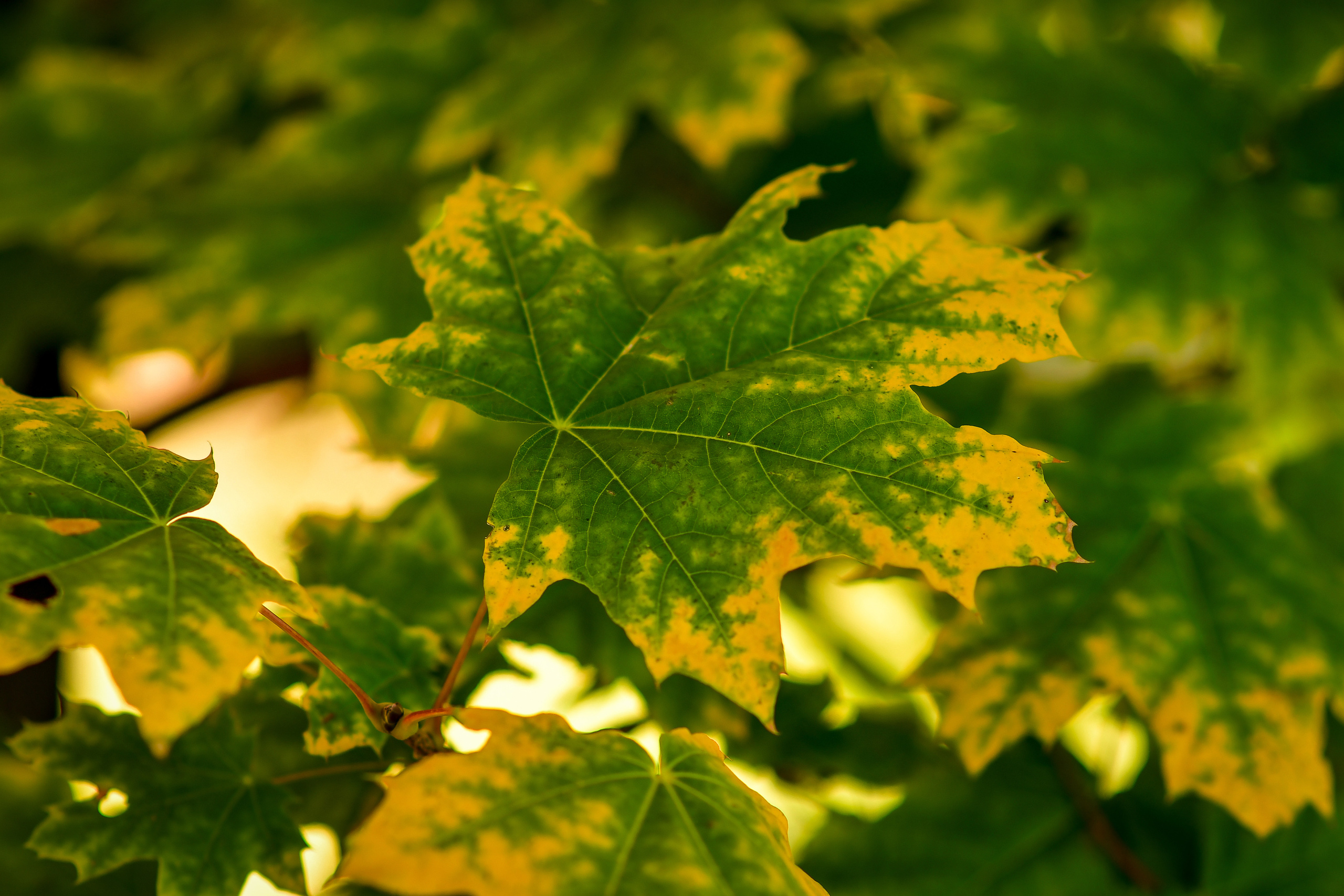 Природа. Семейный и свадебный фотограф в Донецке Донская Анастасия
