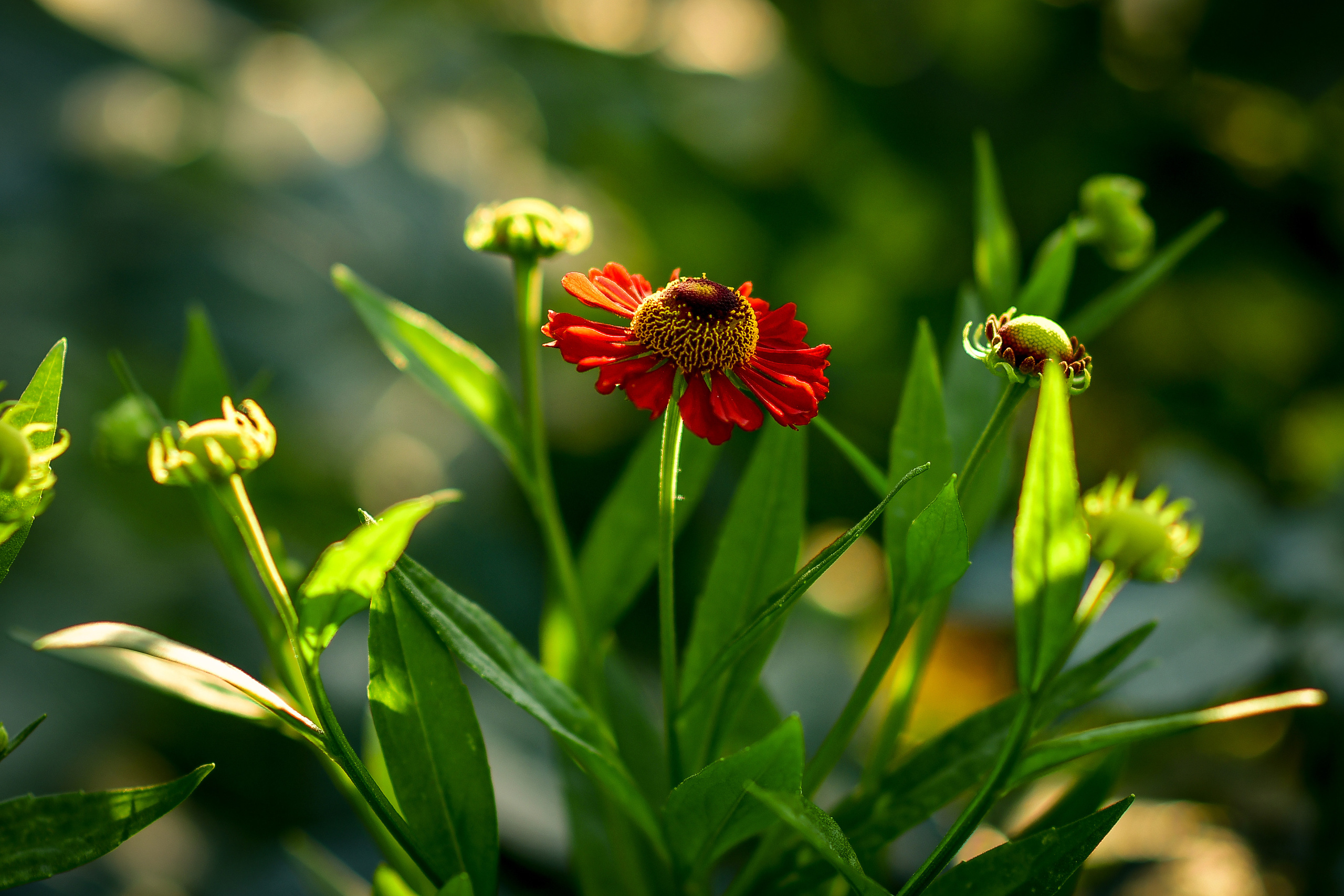 Природа. Семейный и свадебный фотограф в Донецке Донская Анастасия