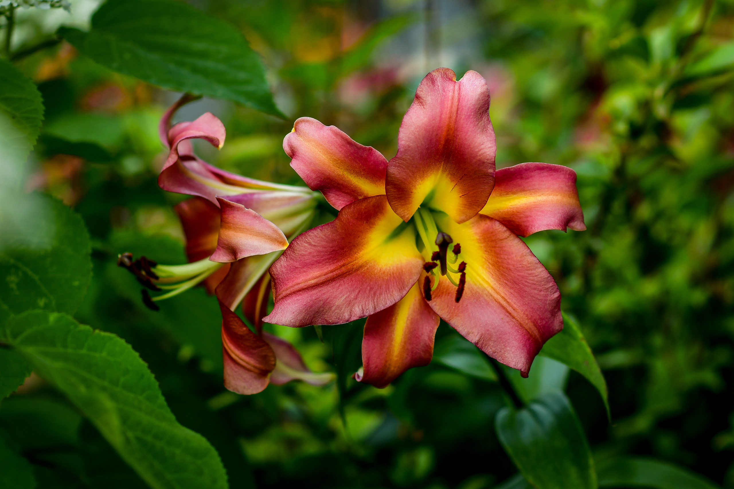 Природа. Семейный и свадебный фотограф в Донецке Донская Анастасия