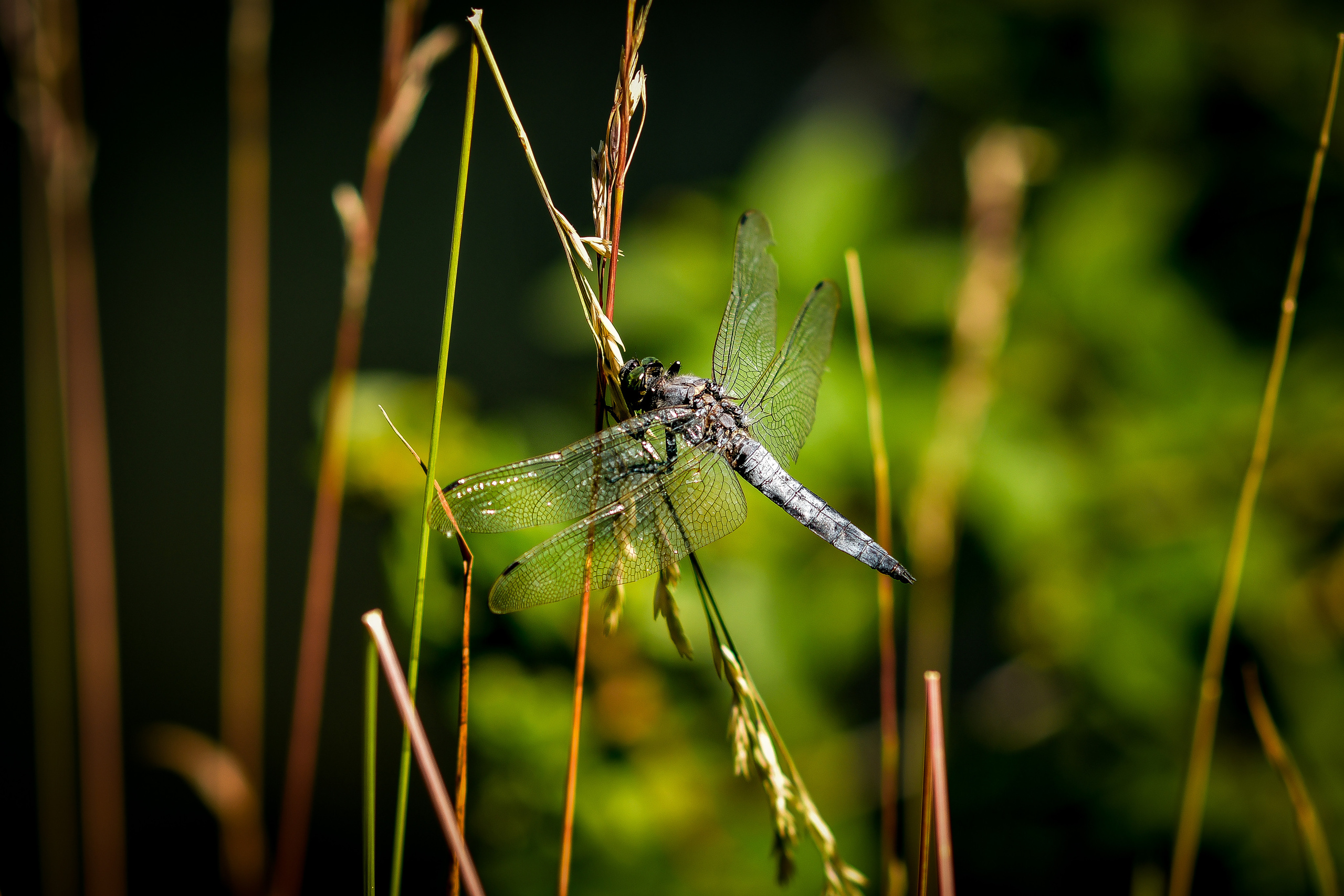 Природа. Семейный и свадебный фотограф в Донецке Донская Анастасия