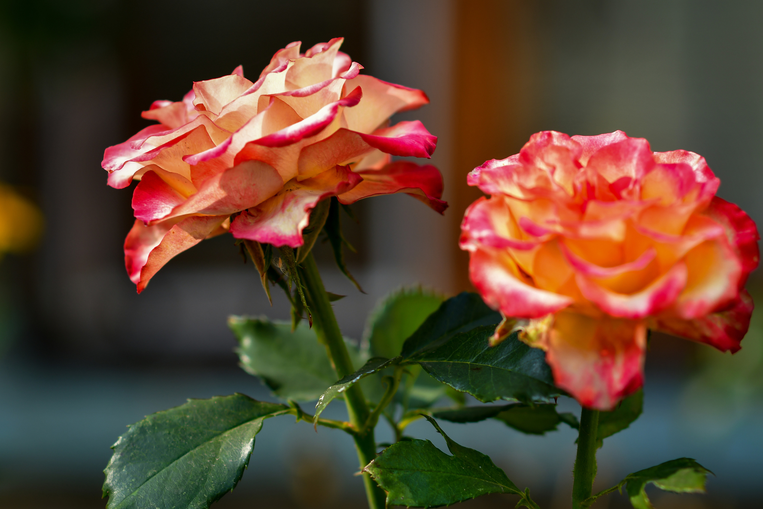 Природа. Семейный и свадебный фотограф в Донецке Донская Анастасия