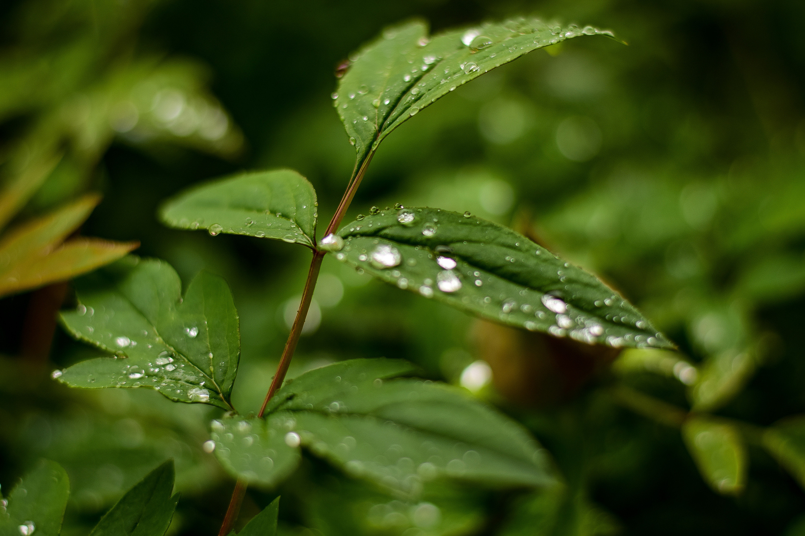 Природа. Семейный и свадебный фотограф в Донецке Донская Анастасия