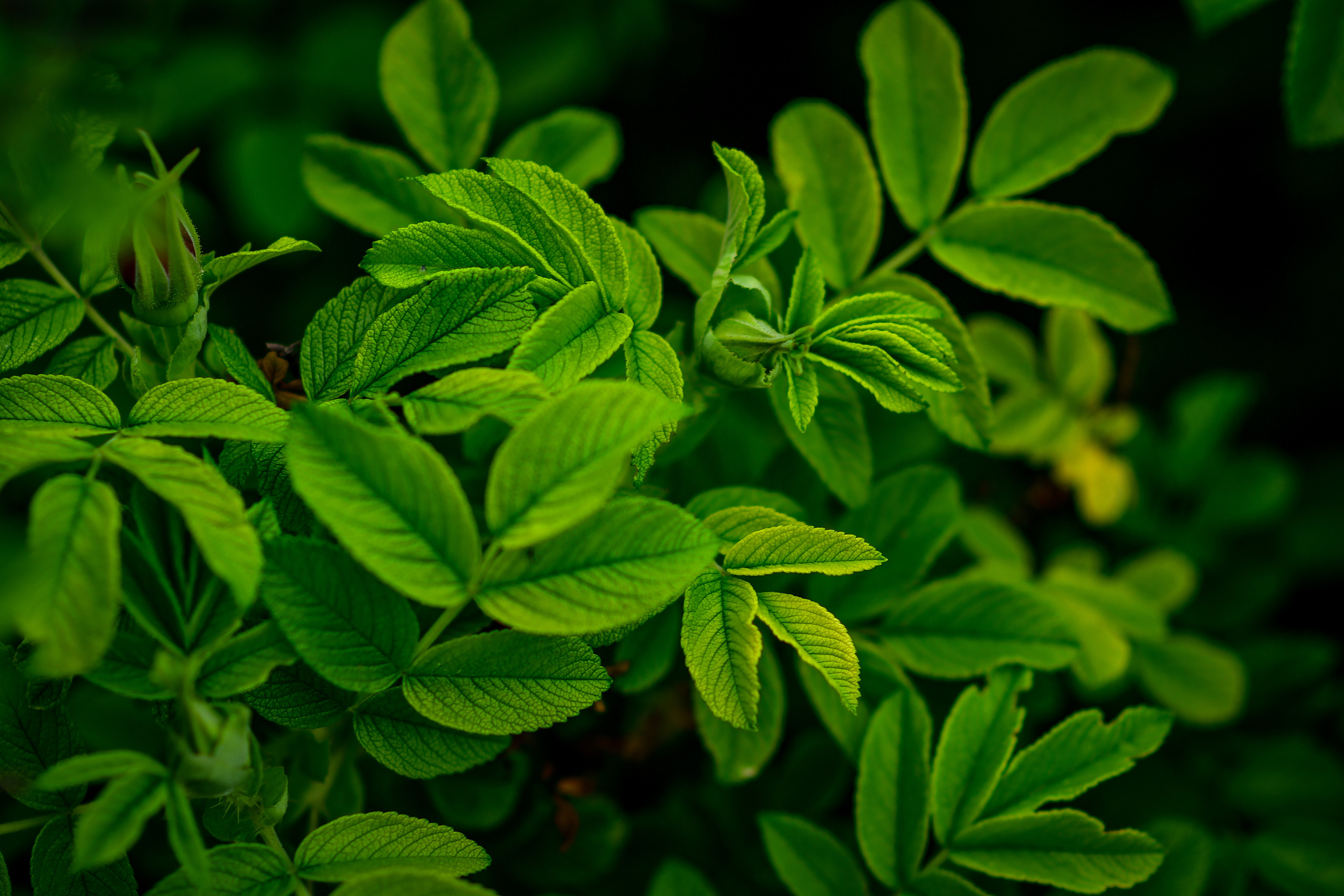 Природа. Семейный и свадебный фотограф в Донецке Донская Анастасия