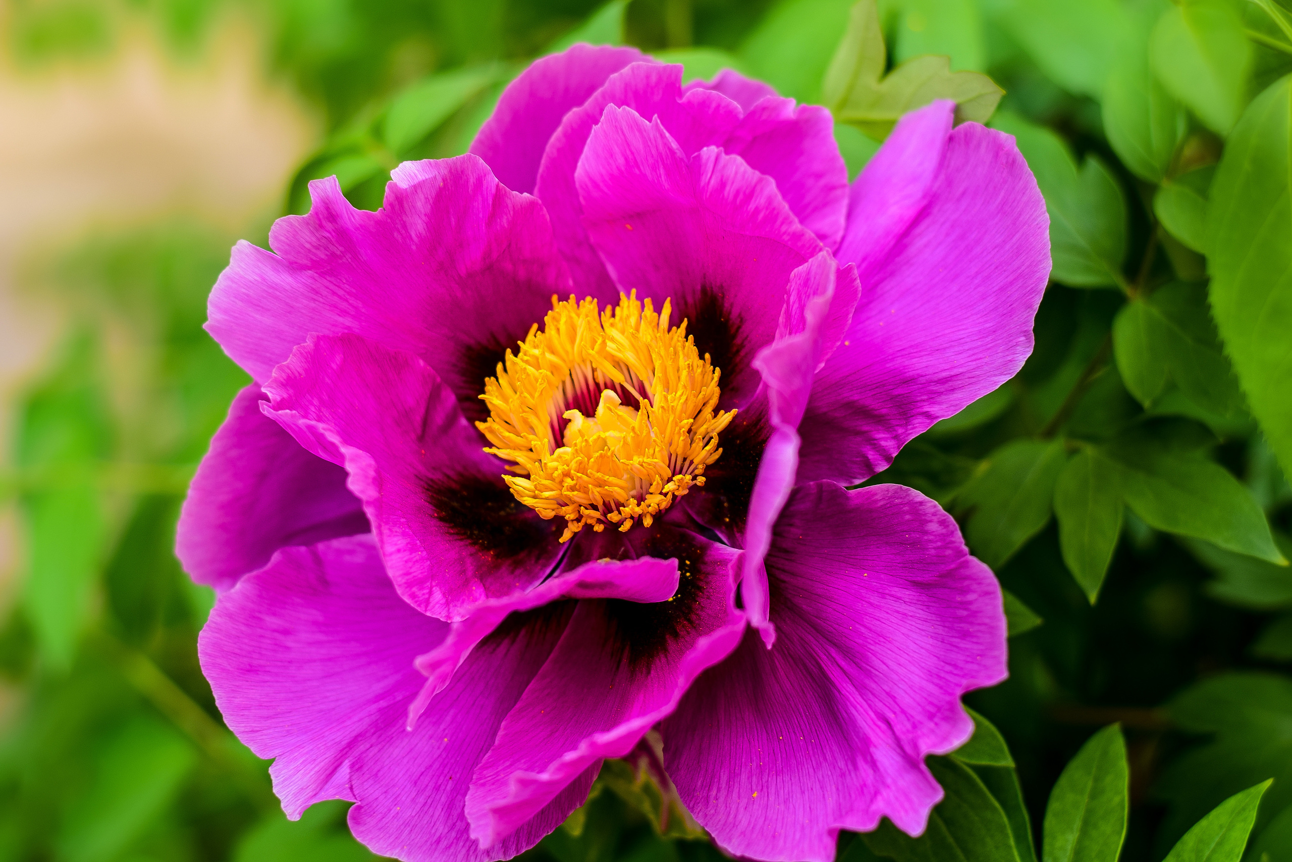 Природа. Семейный и свадебный фотограф в Донецке Донская Анастасия