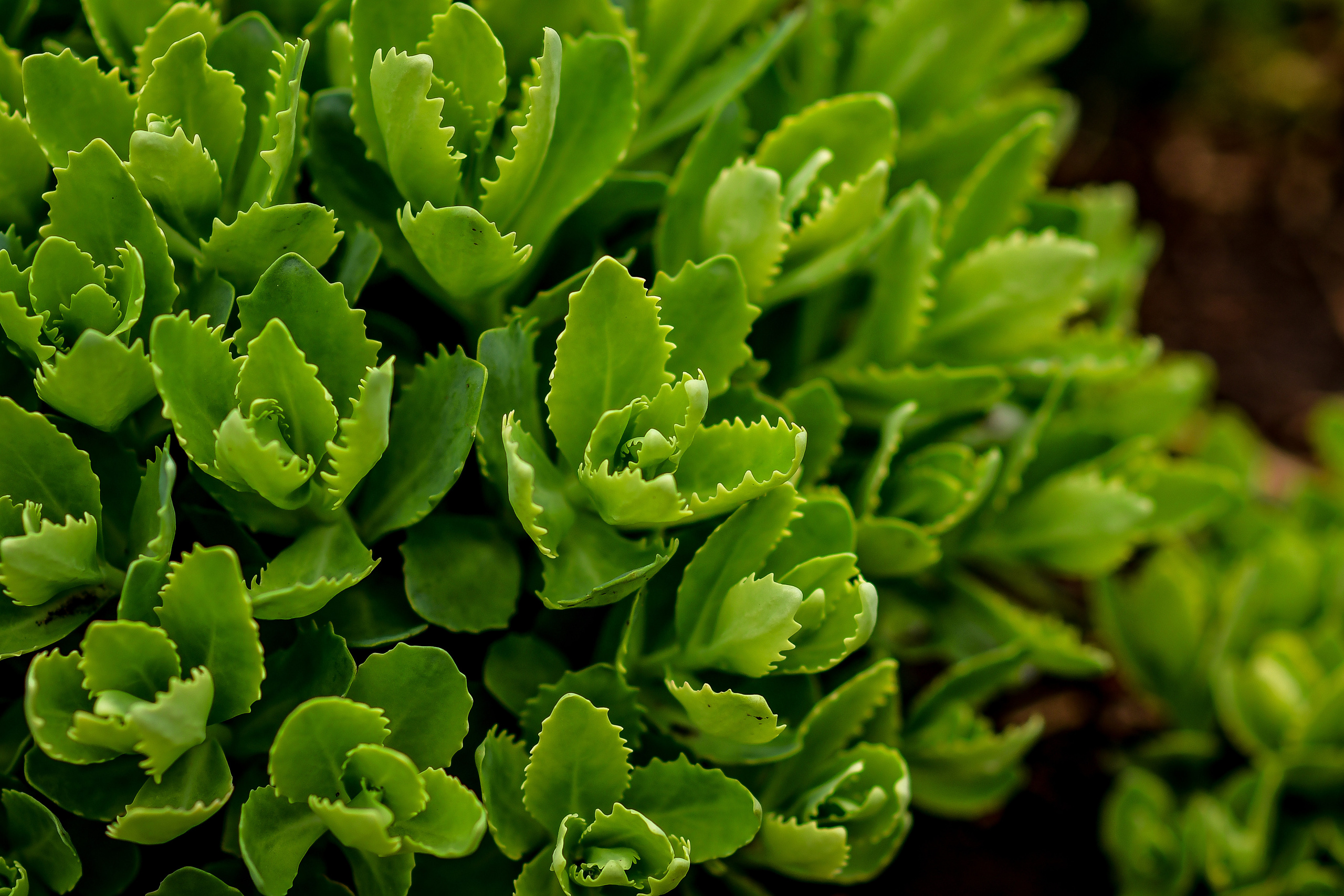 Природа. Семейный и свадебный фотограф в Донецке Донская Анастасия