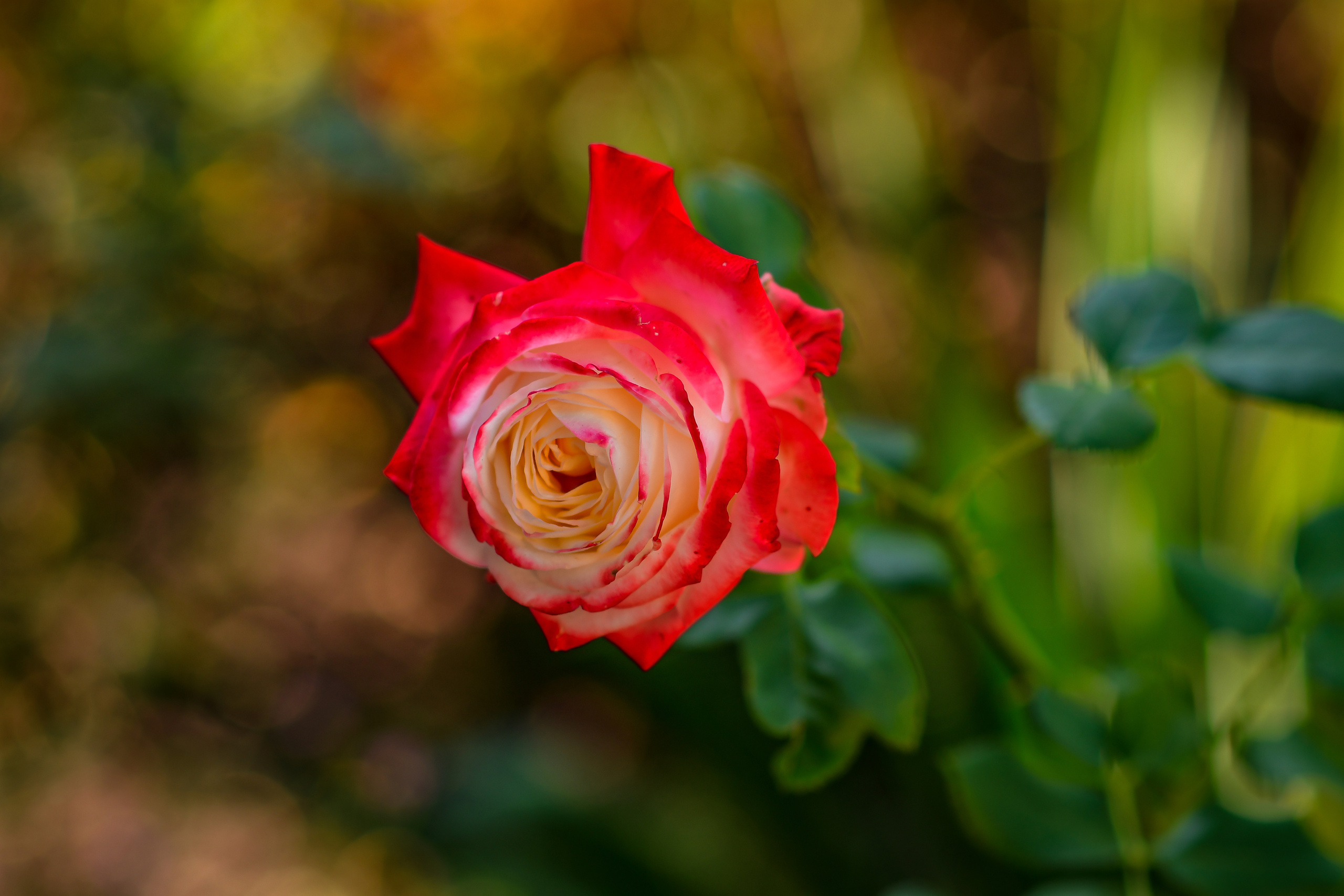 Природа. Семейный и свадебный фотограф в Донецке Донская Анастасия