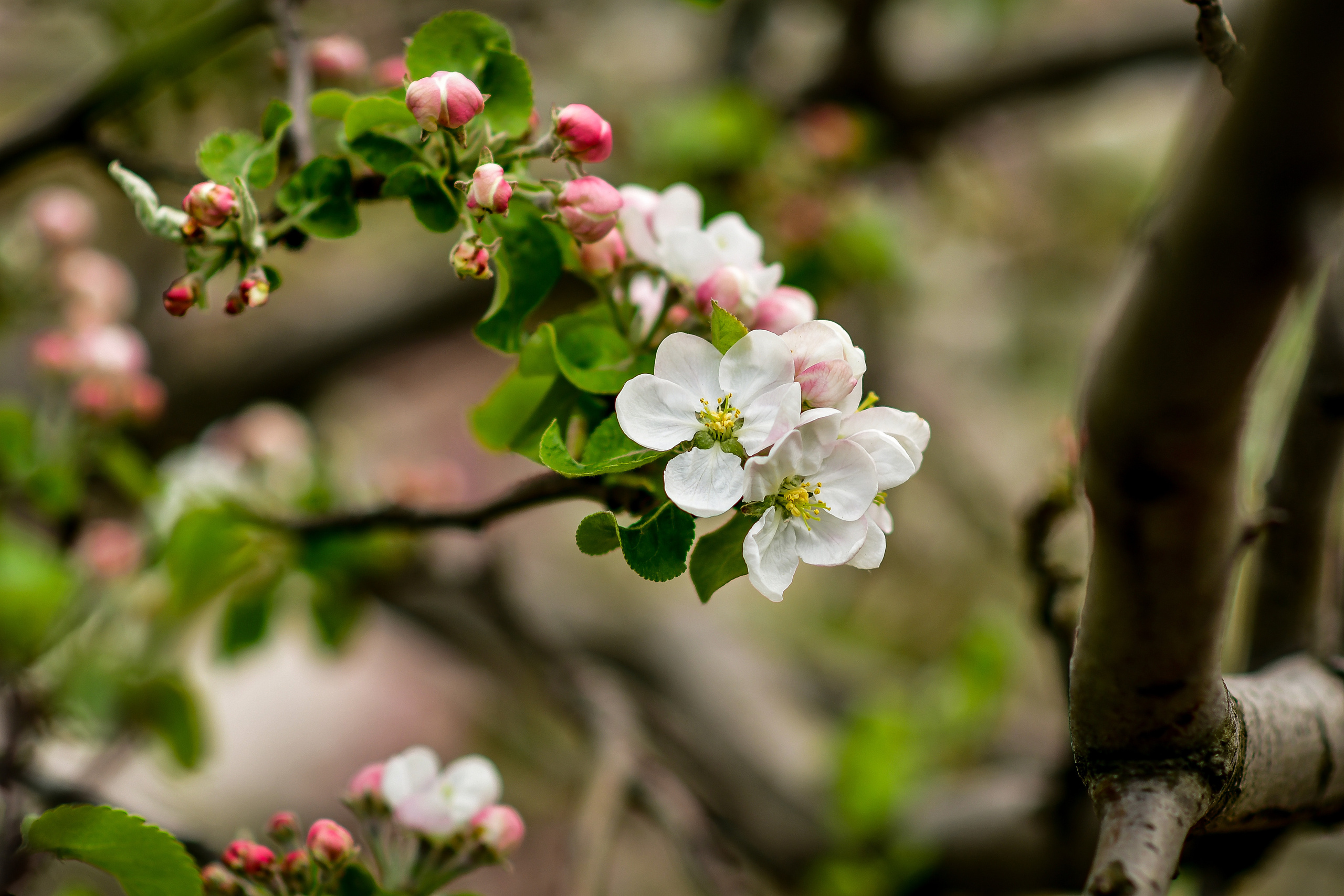 Природа. Семейный и свадебный фотограф в Донецке Донская Анастасия