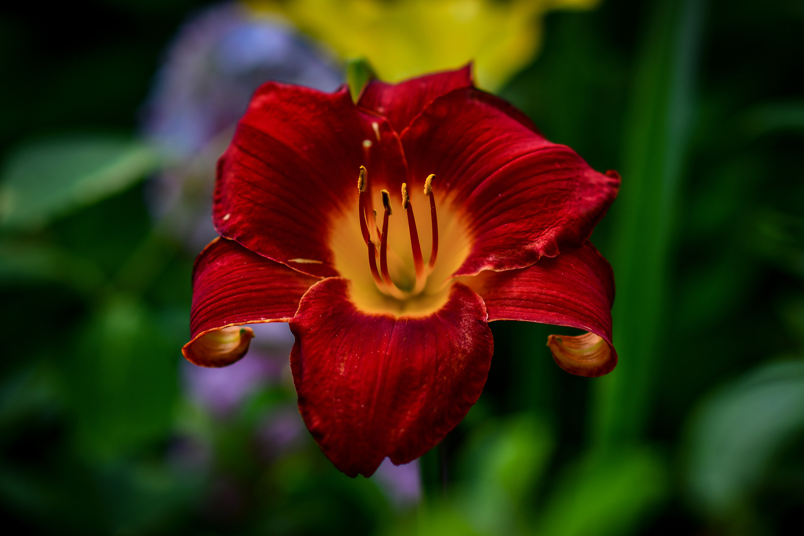 Природа. Семейный и свадебный фотограф в Донецке Донская Анастасия