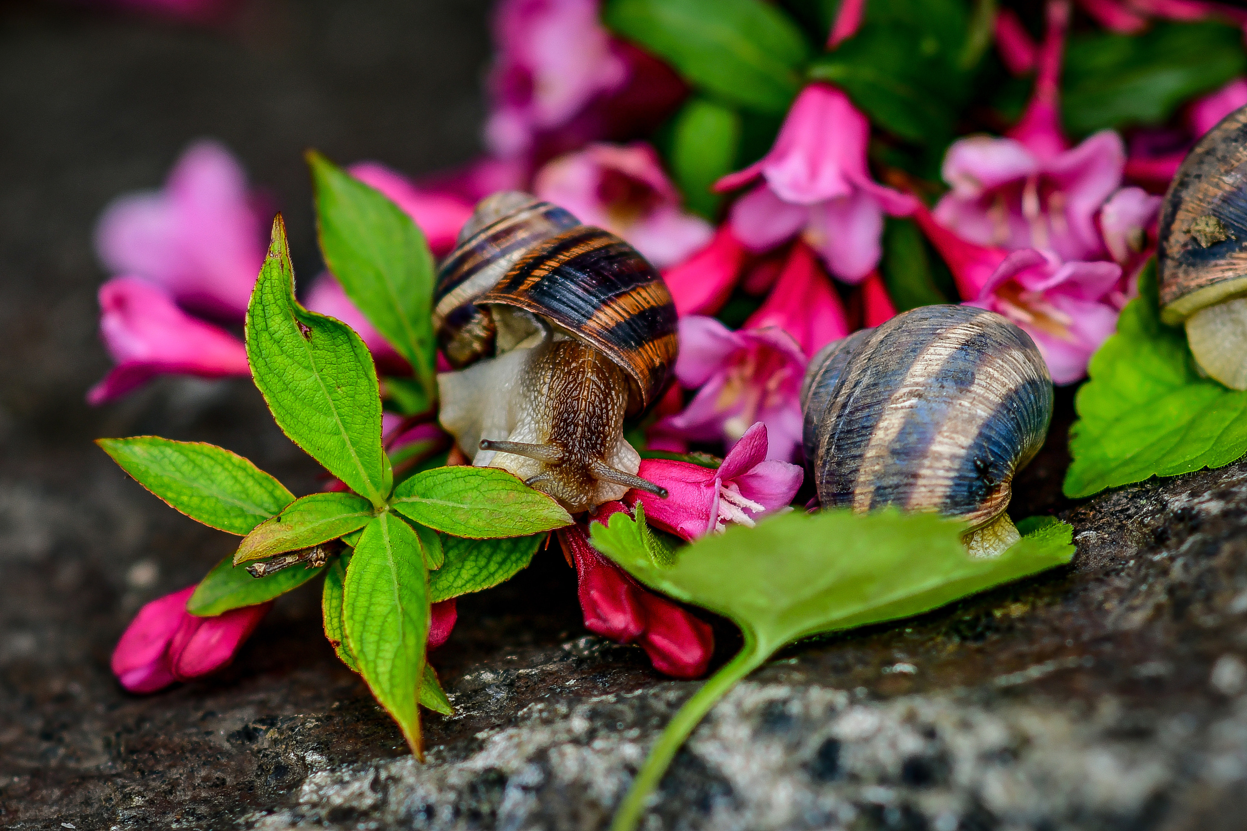 Природа. Семейный и свадебный фотограф в Донецке Донская Анастасия