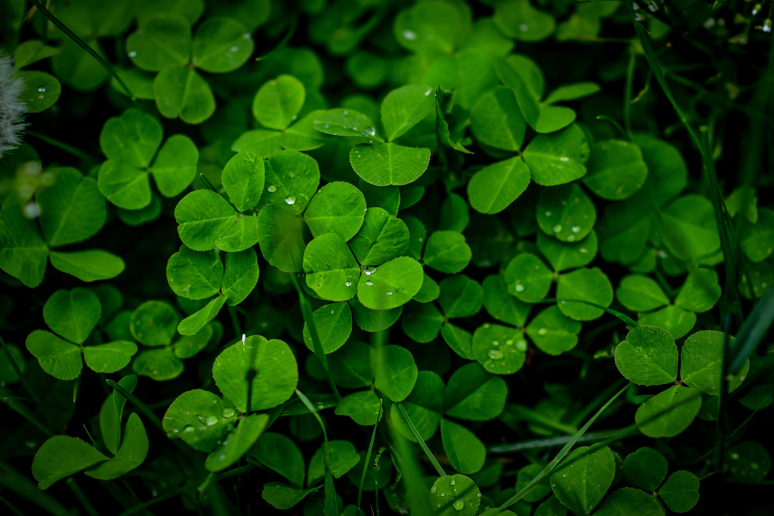 Природа. Семейный и свадебный фотограф в Донецке Донская Анастасия