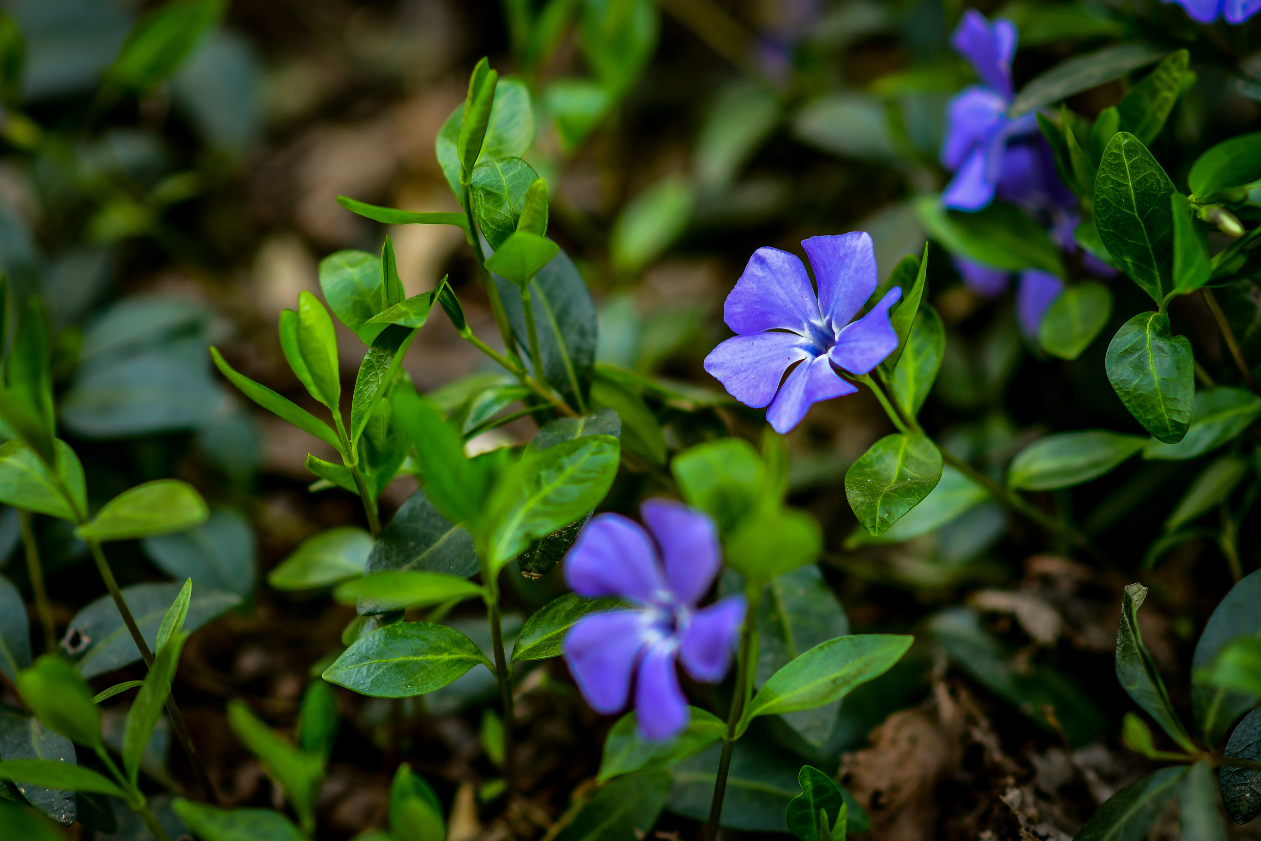 Природа. Семейный и свадебный фотограф в Донецке Донская Анастасия