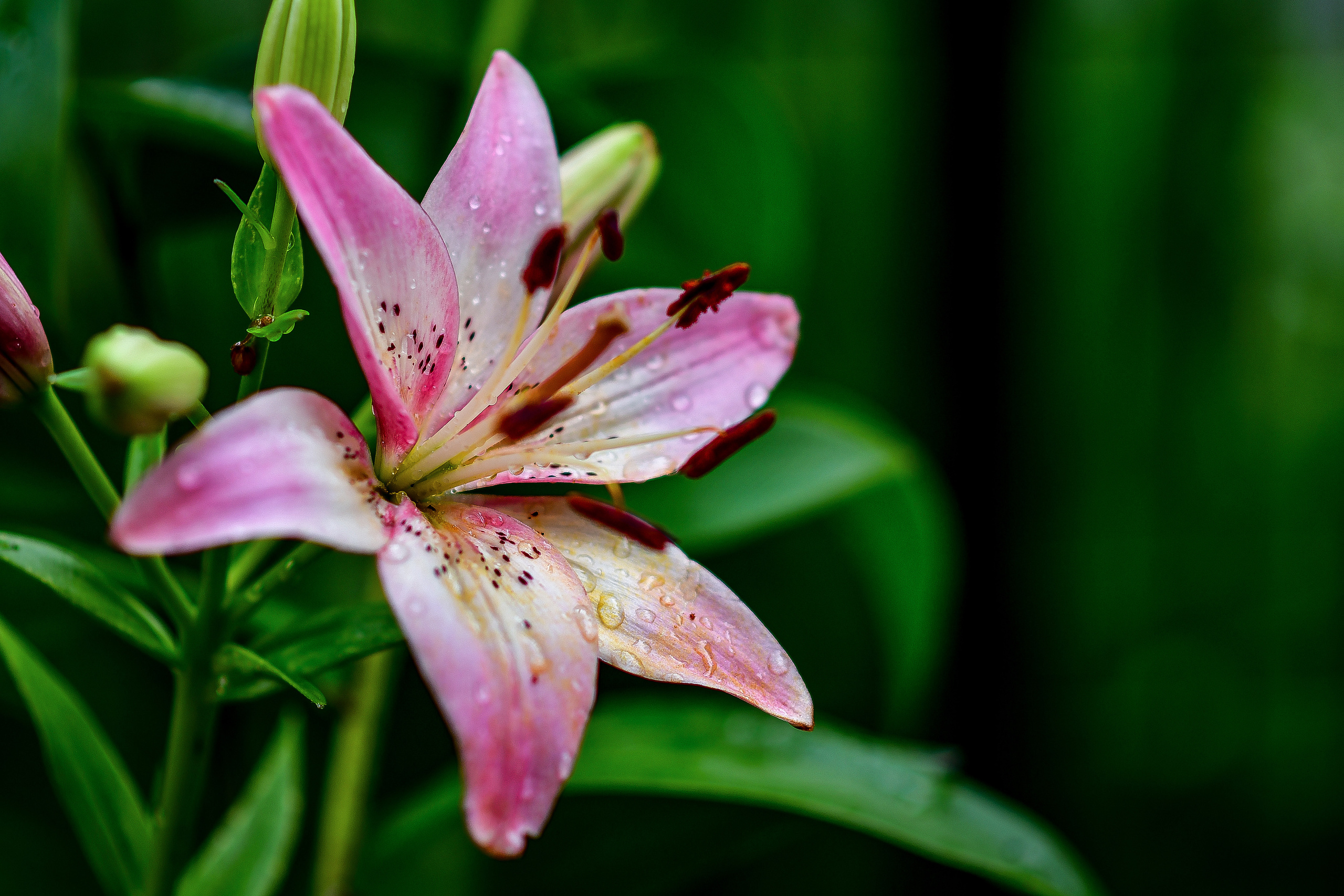 Природа. Семейный и свадебный фотограф в Донецке Донская Анастасия