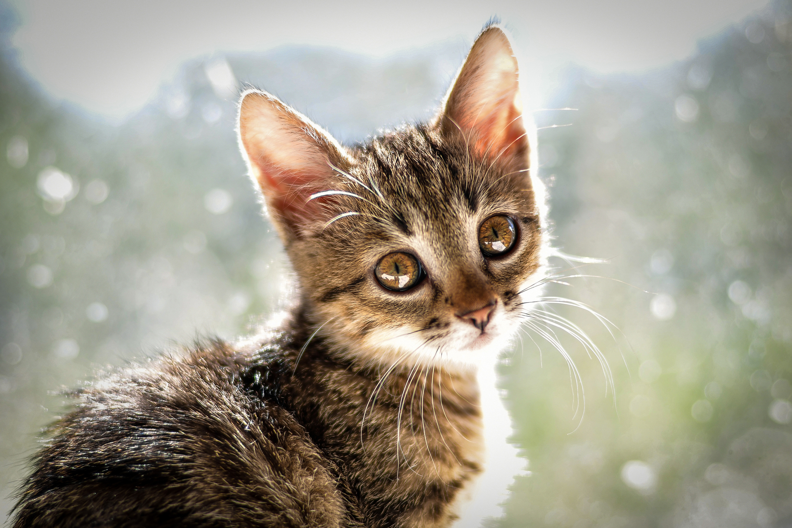 Природа. Семейный и свадебный фотограф в Донецке Донская Анастасия