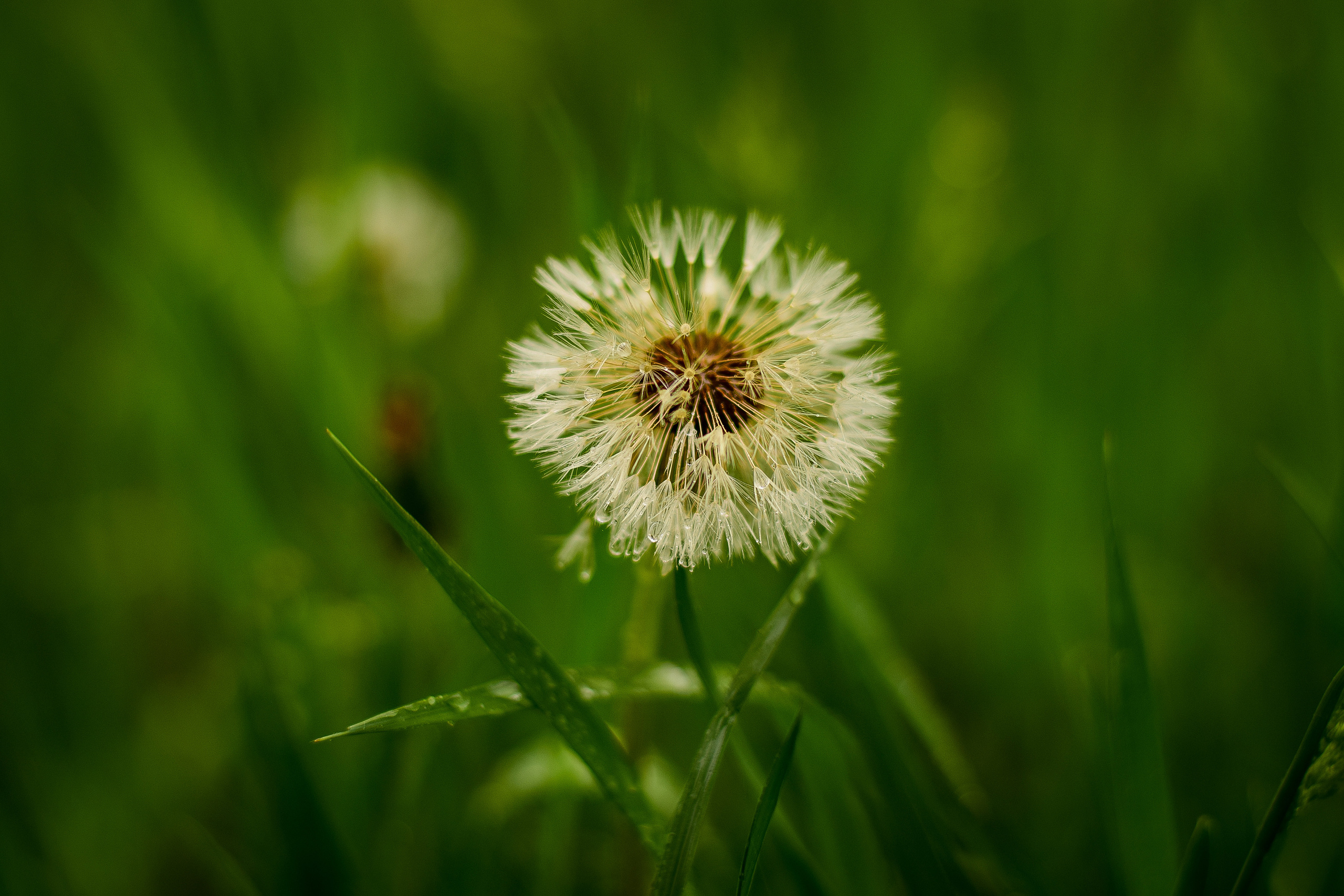 Природа. Семейный и свадебный фотограф в Донецке Донская Анастасия