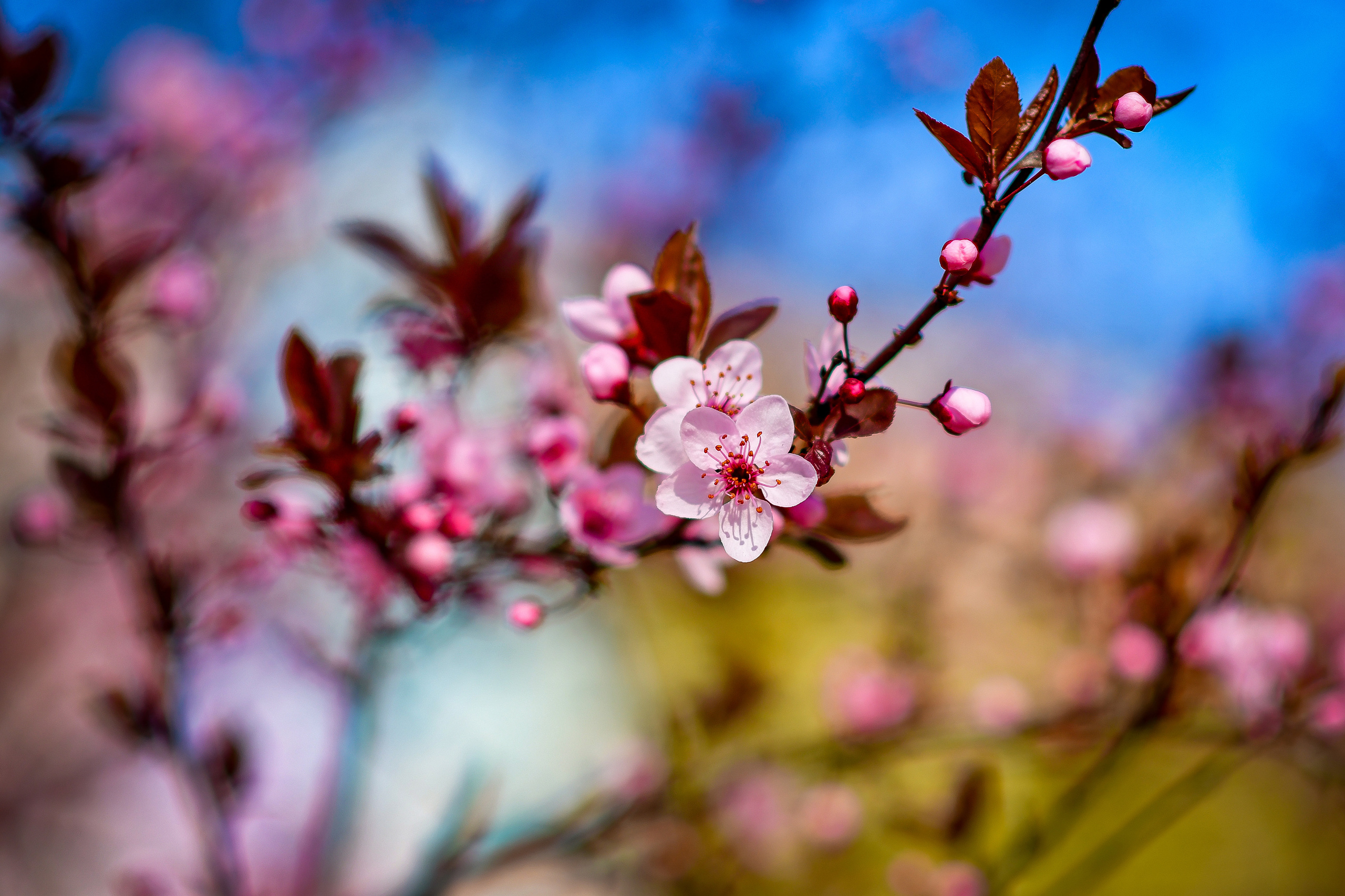 Природа. Семейный и свадебный фотограф в Донецке Донская Анастасия