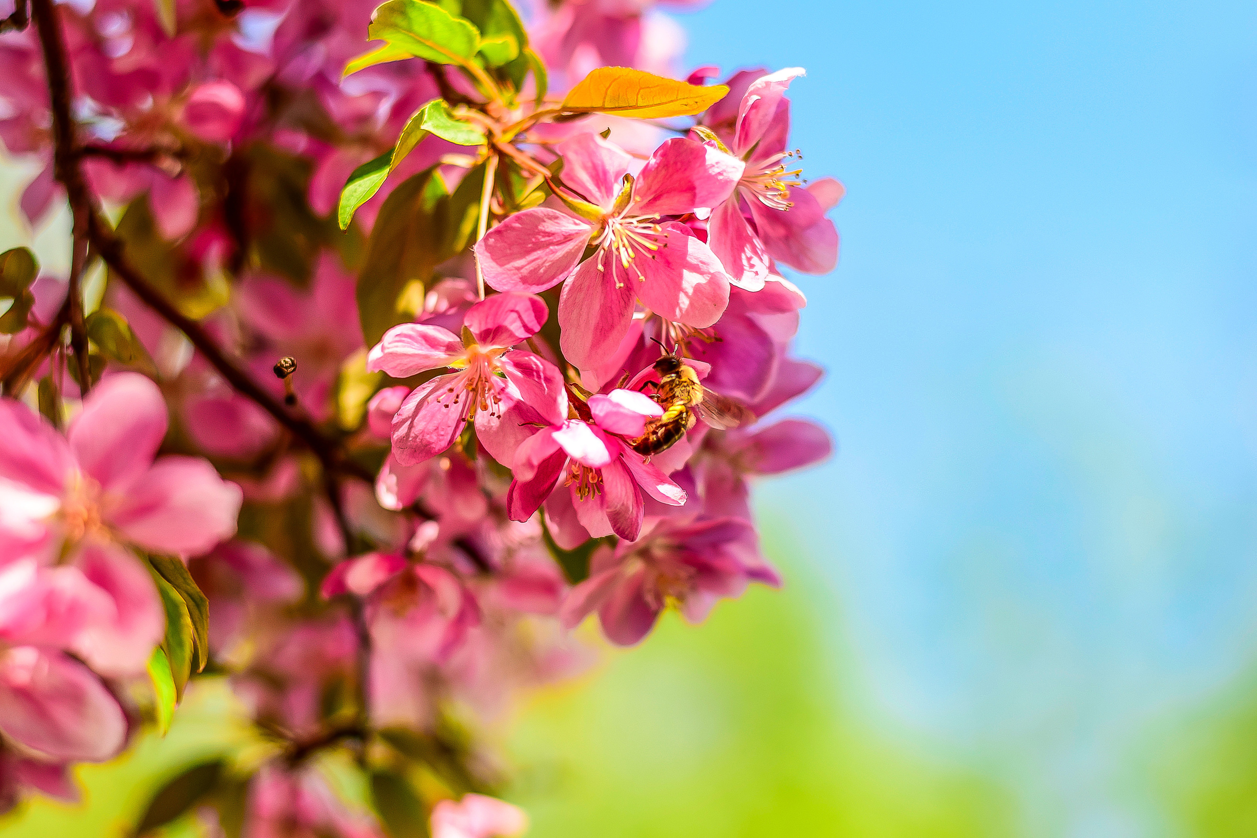 Природа. Семейный и свадебный фотограф в Донецке Донская Анастасия
