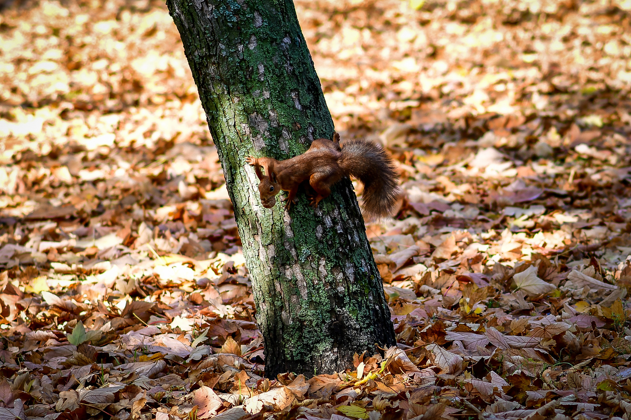 Природа. Семейный и свадебный фотограф в Донецке Донская Анастасия