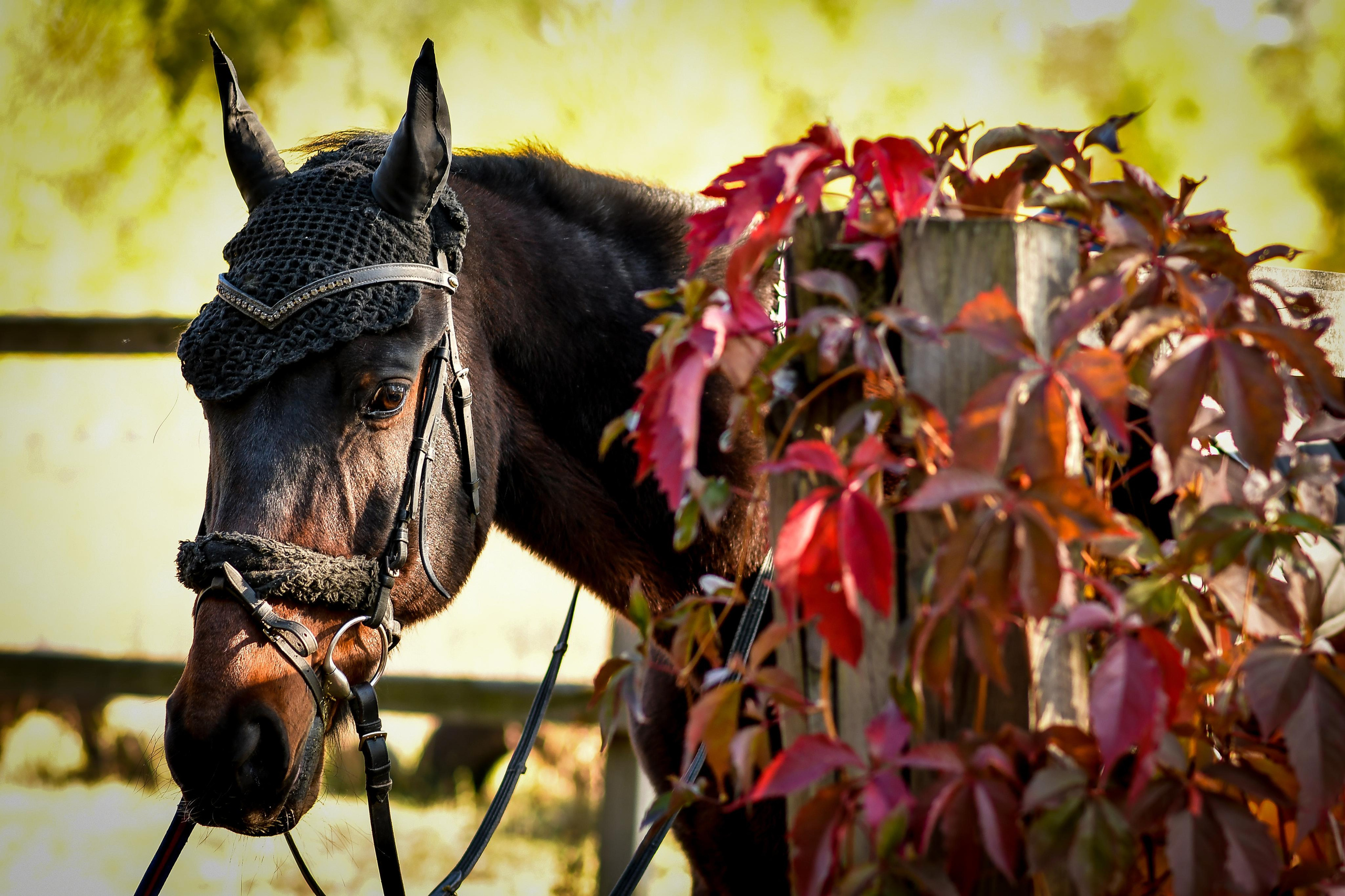 Природа. Семейный и свадебный фотограф в Донецке Донская Анастасия