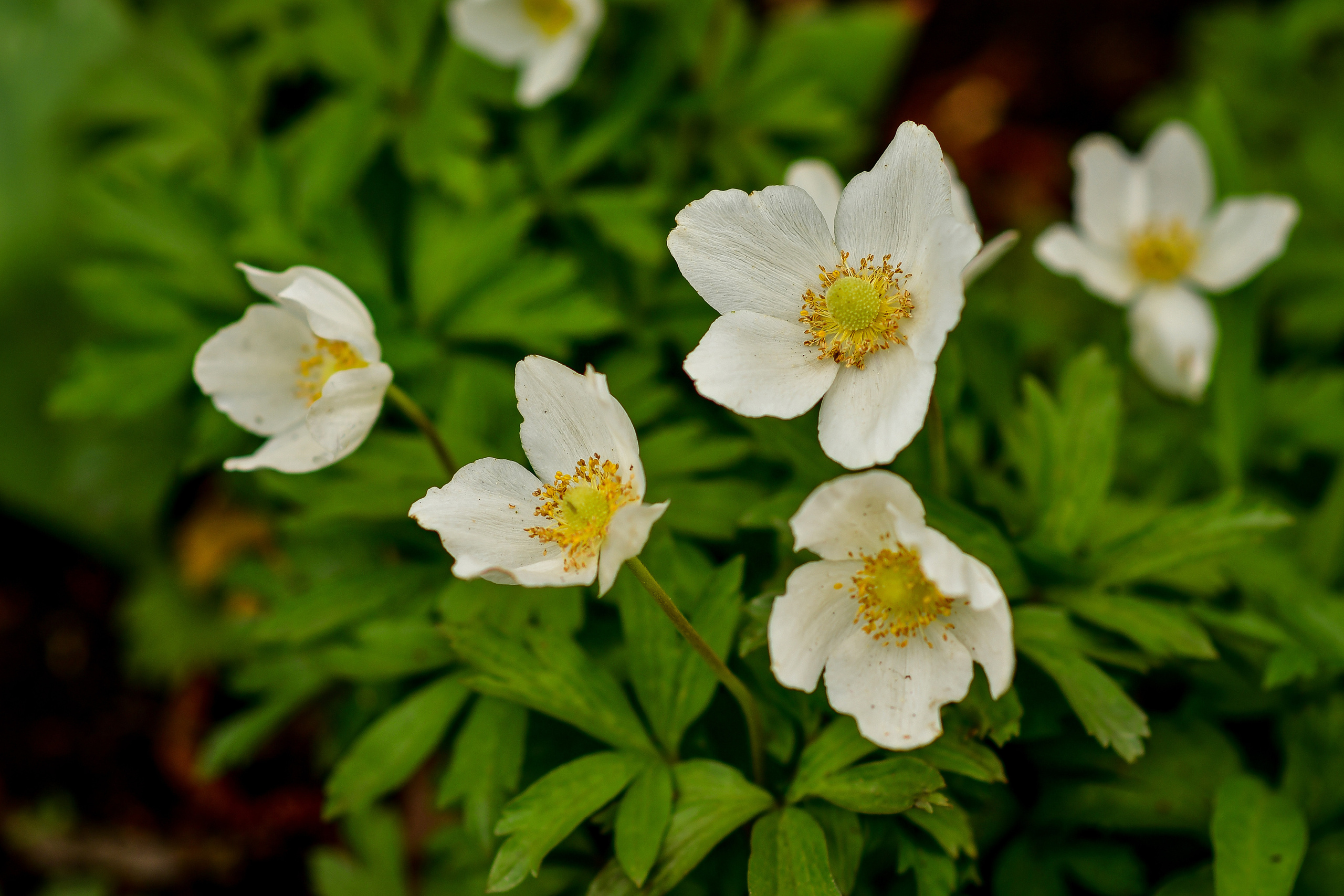 Природа. Семейный и свадебный фотограф в Донецке Донская Анастасия