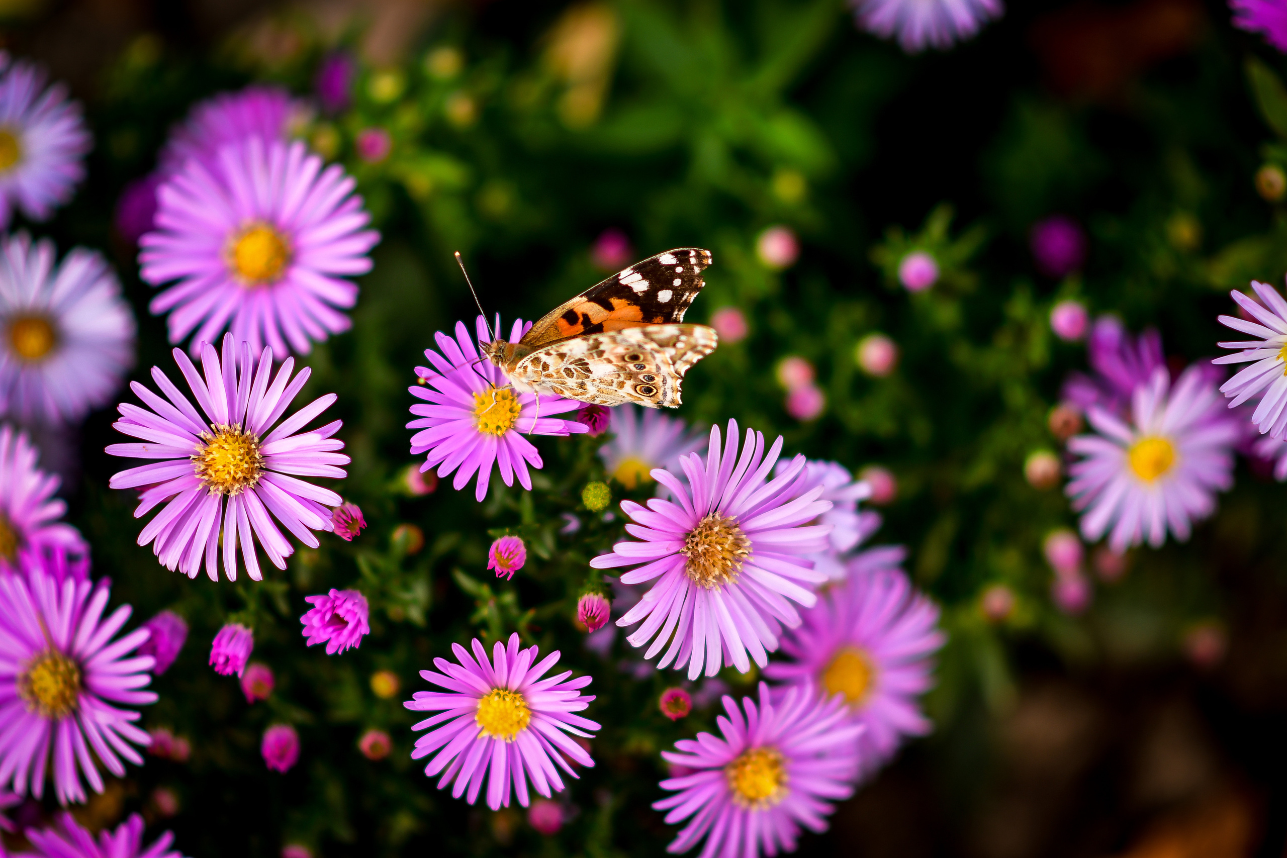 Природа. Семейный и свадебный фотограф в Донецке Донская Анастасия